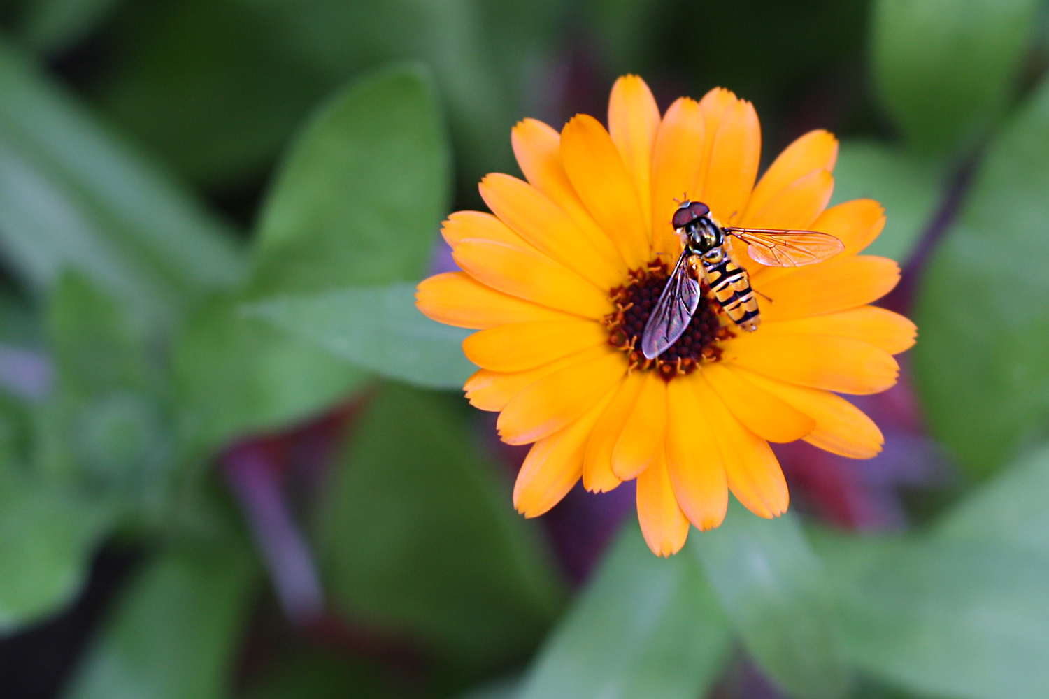sweefvlieg-op-oranje