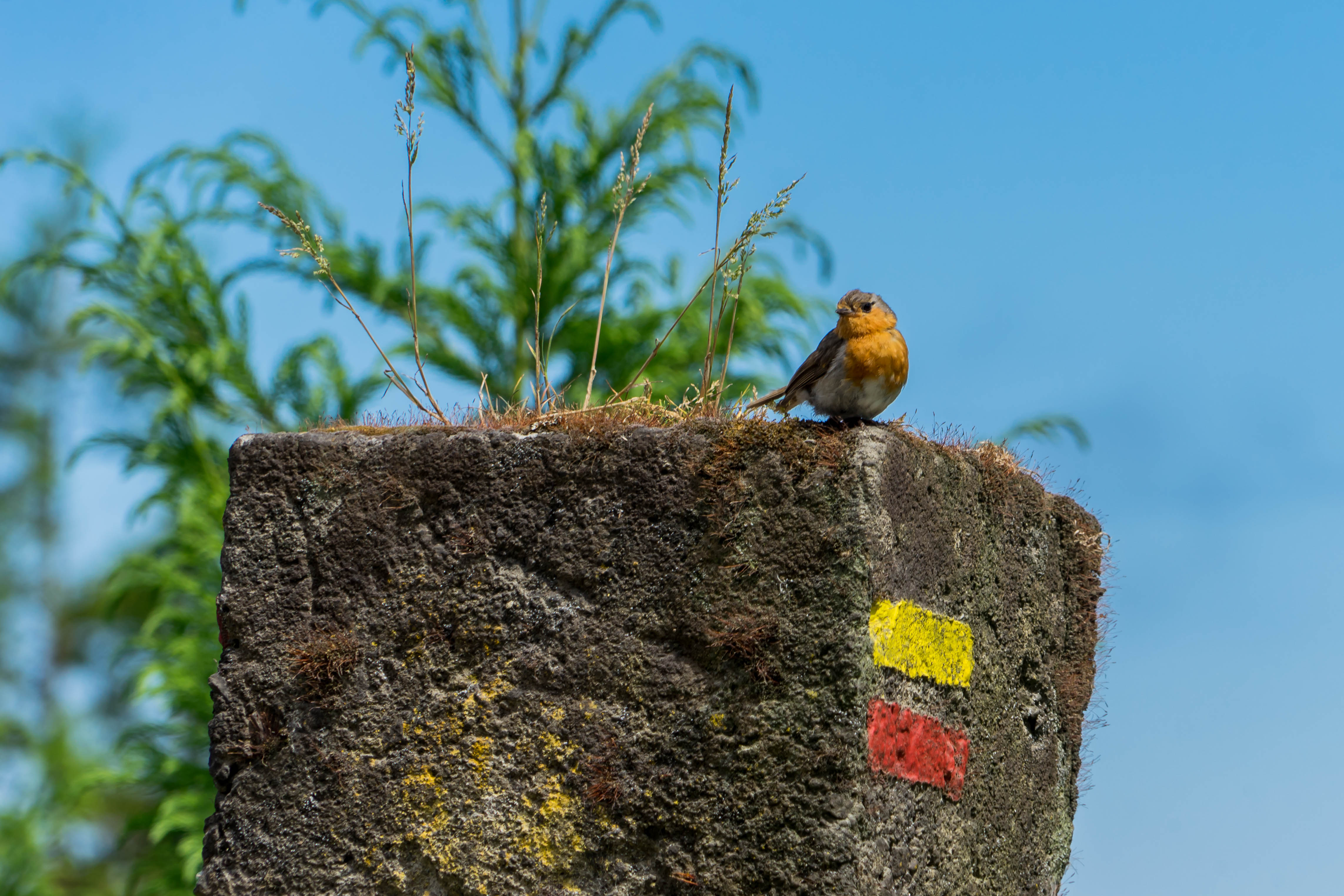 roodborstje-wijst-de-weg-op-de-wandelroute