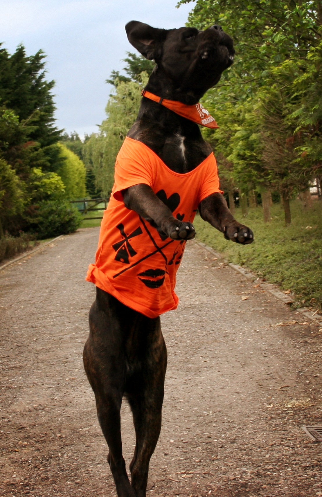 kop-die-bal-in-de-goal