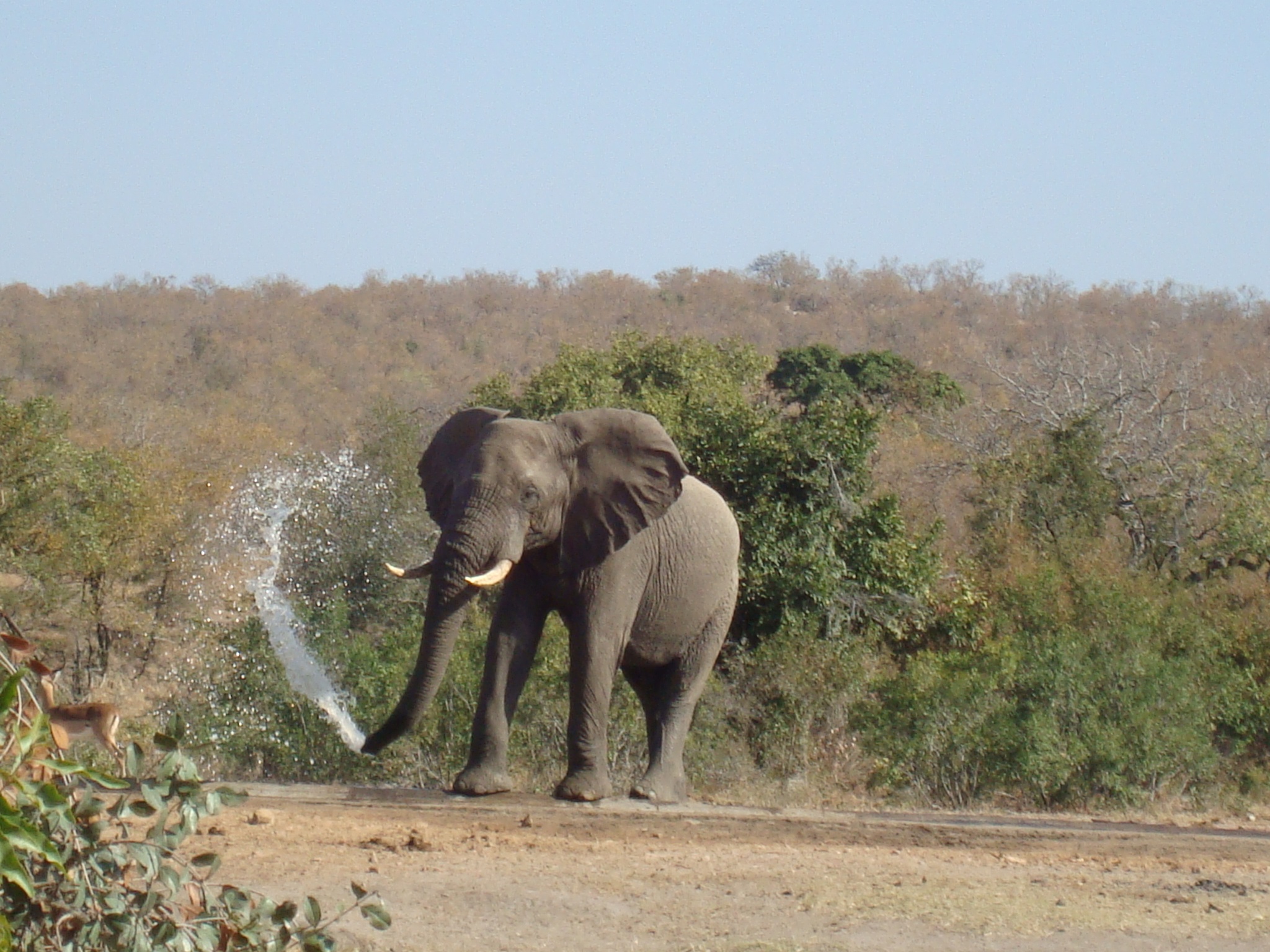 kruger-elephant
