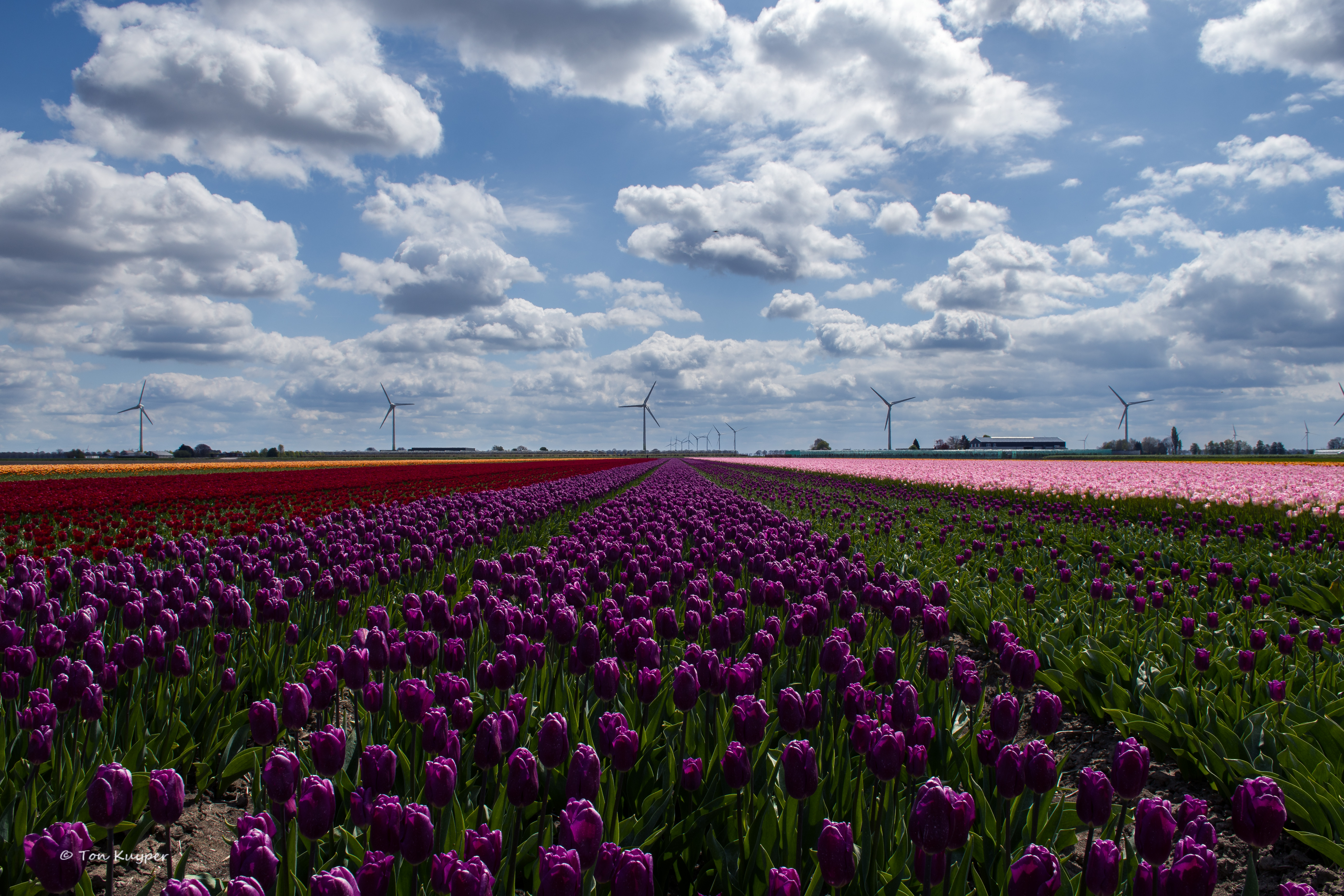 tulpenvelden