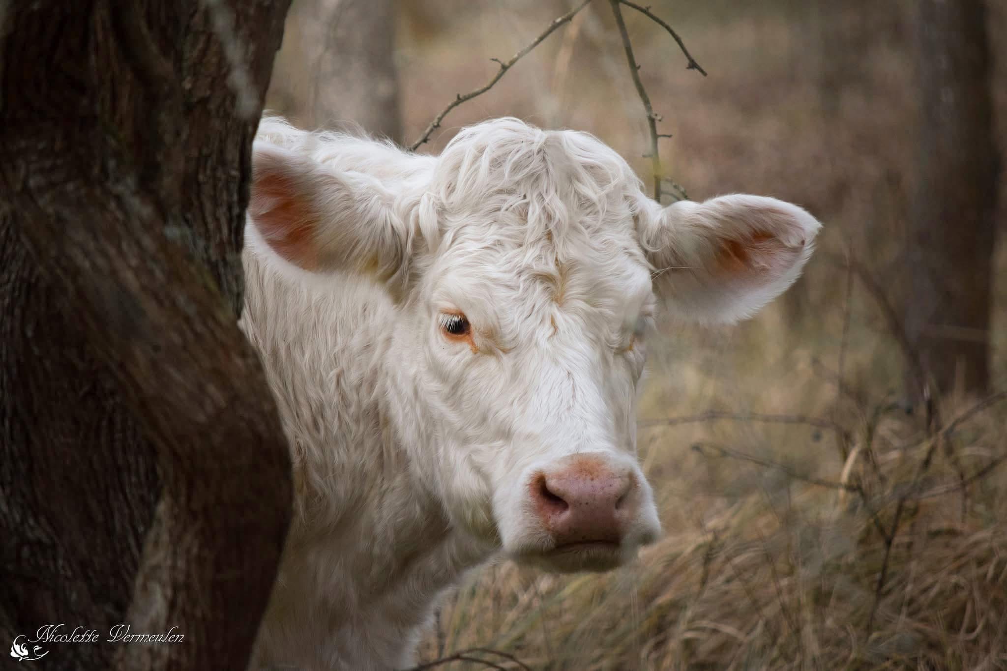portret-van-een-koe