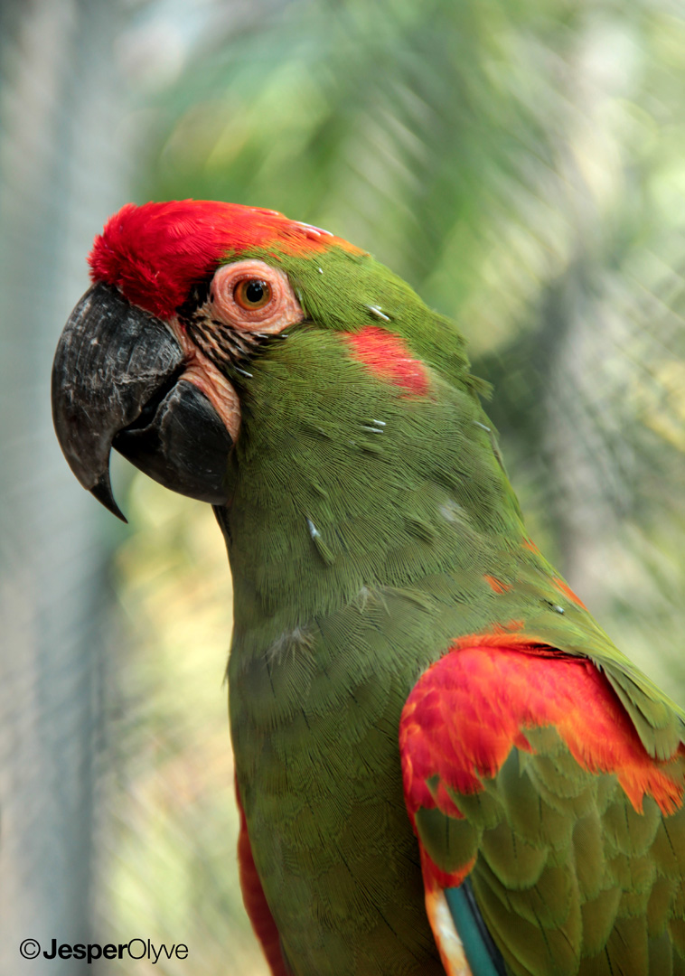 kleur-in-zoo-de-barcelona