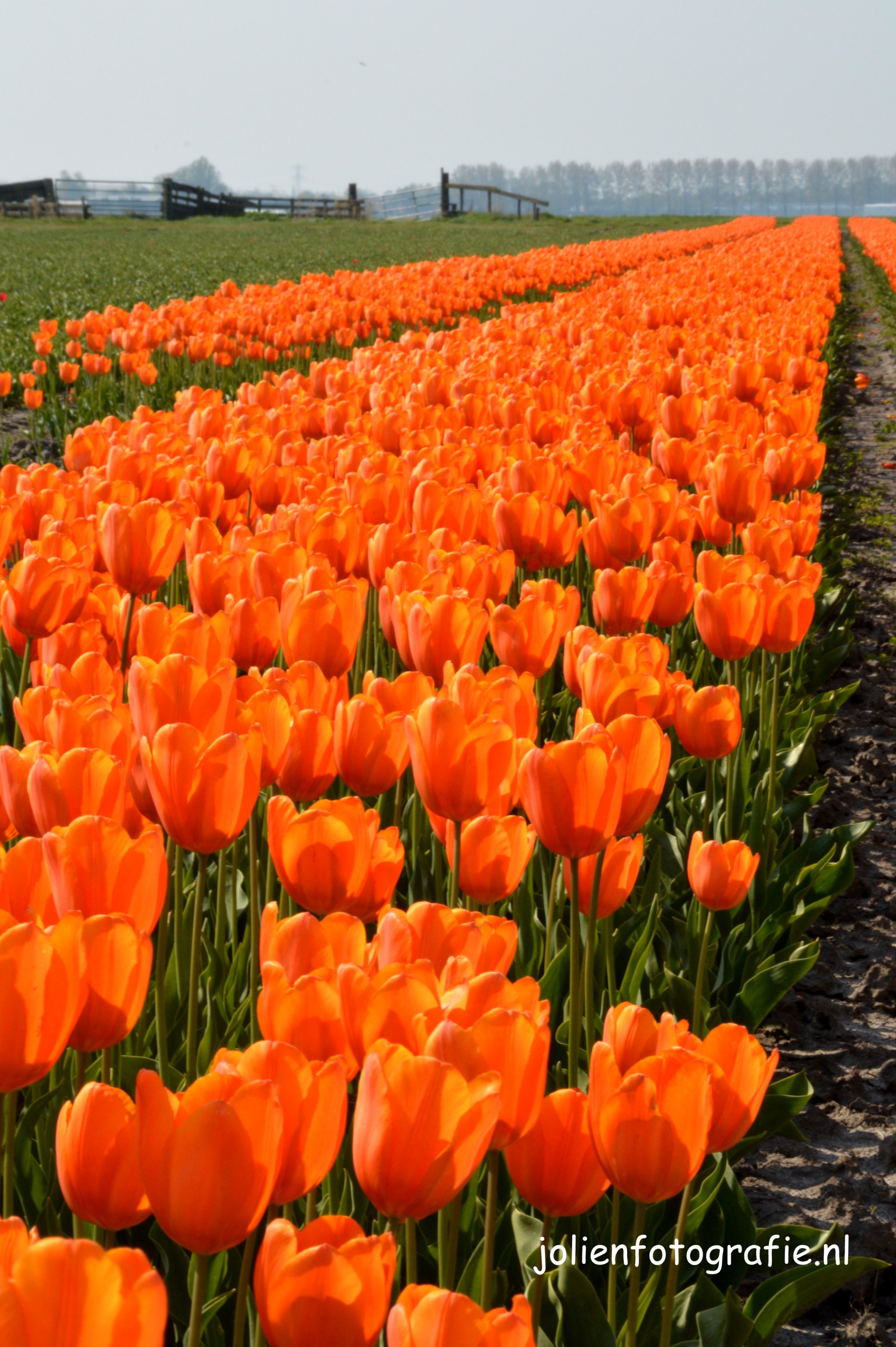 oranje-tapijt-in-een-groene-weide