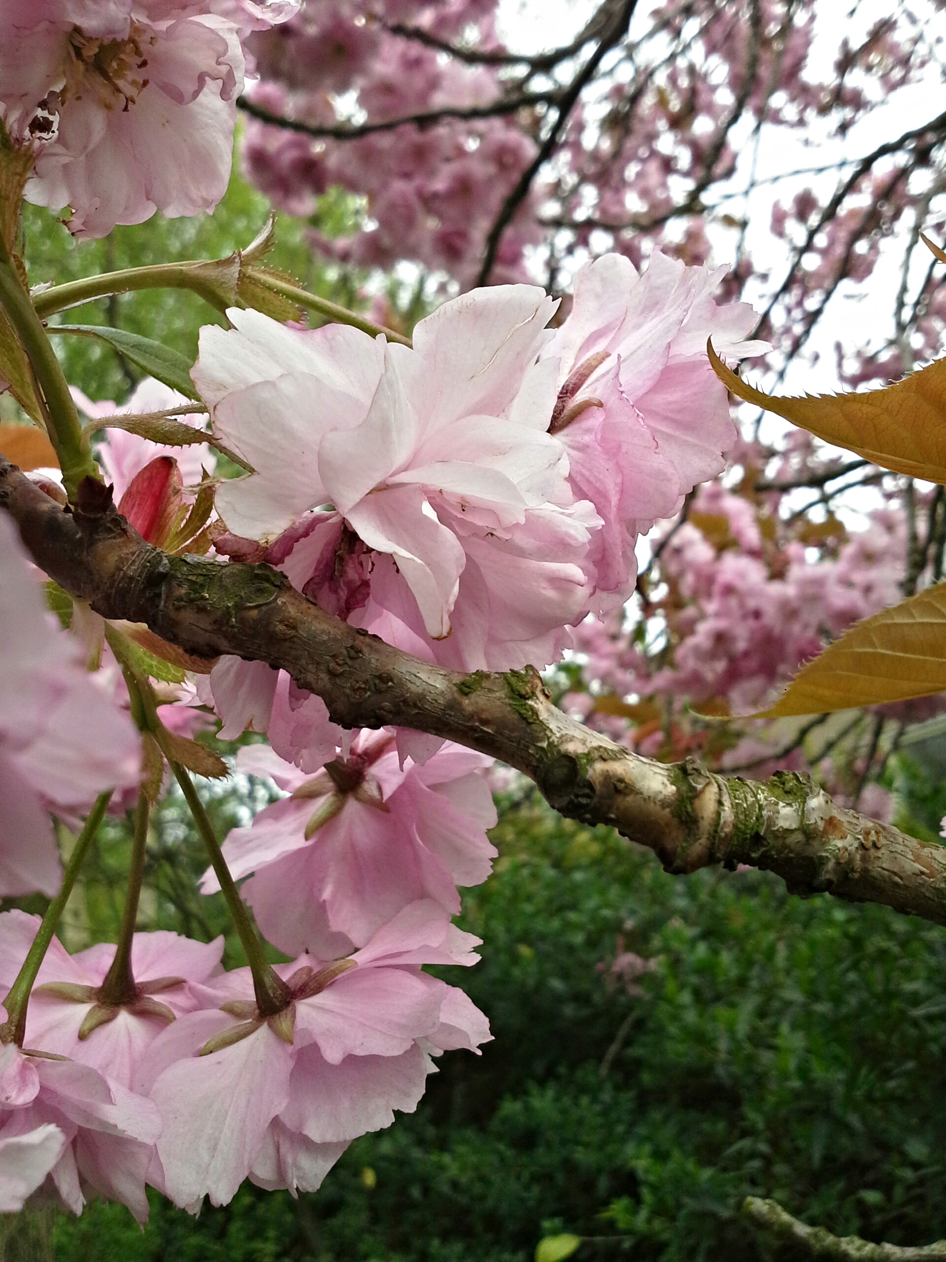 pink-blossom