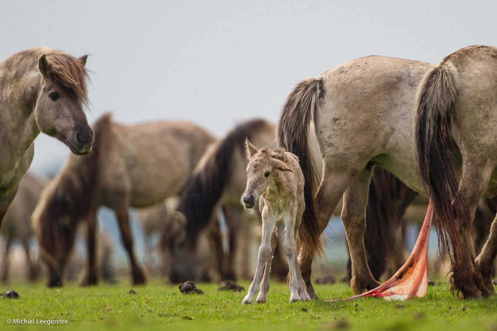 newborn-on-koniksday-26-4