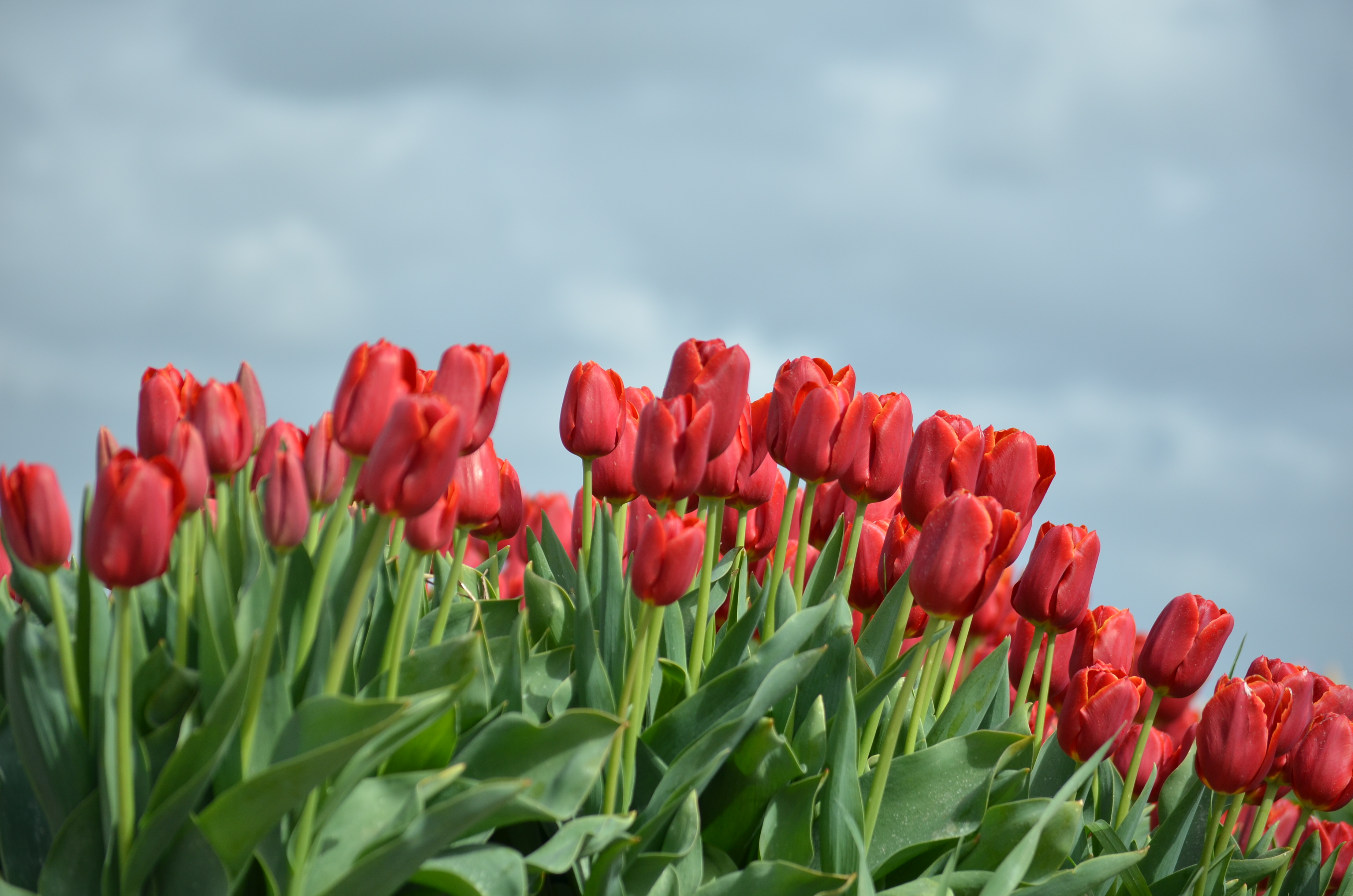 tulpen-op-texel-1
