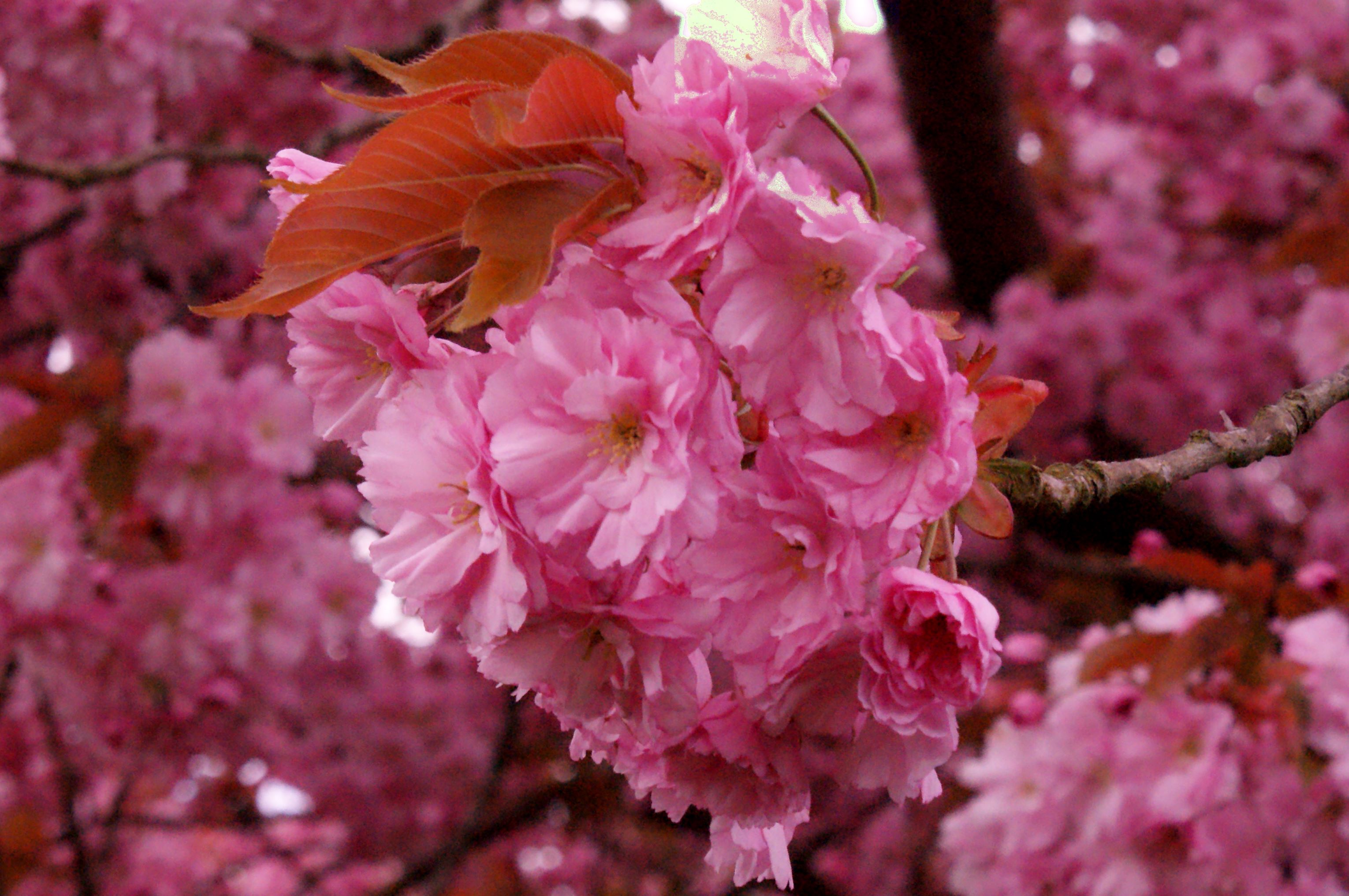 de-japanse-sierkers-prunus-in-bloei