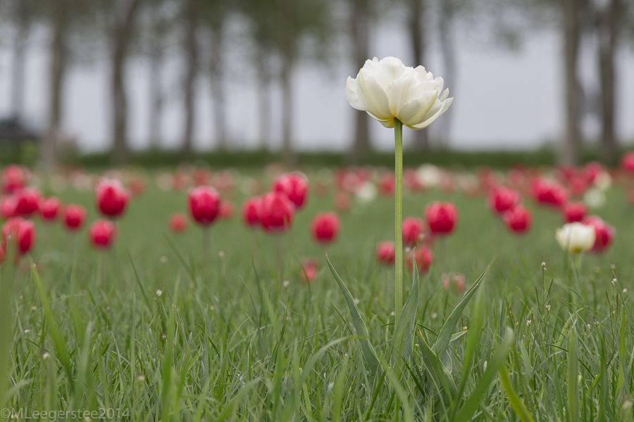 veld-met-tulpen