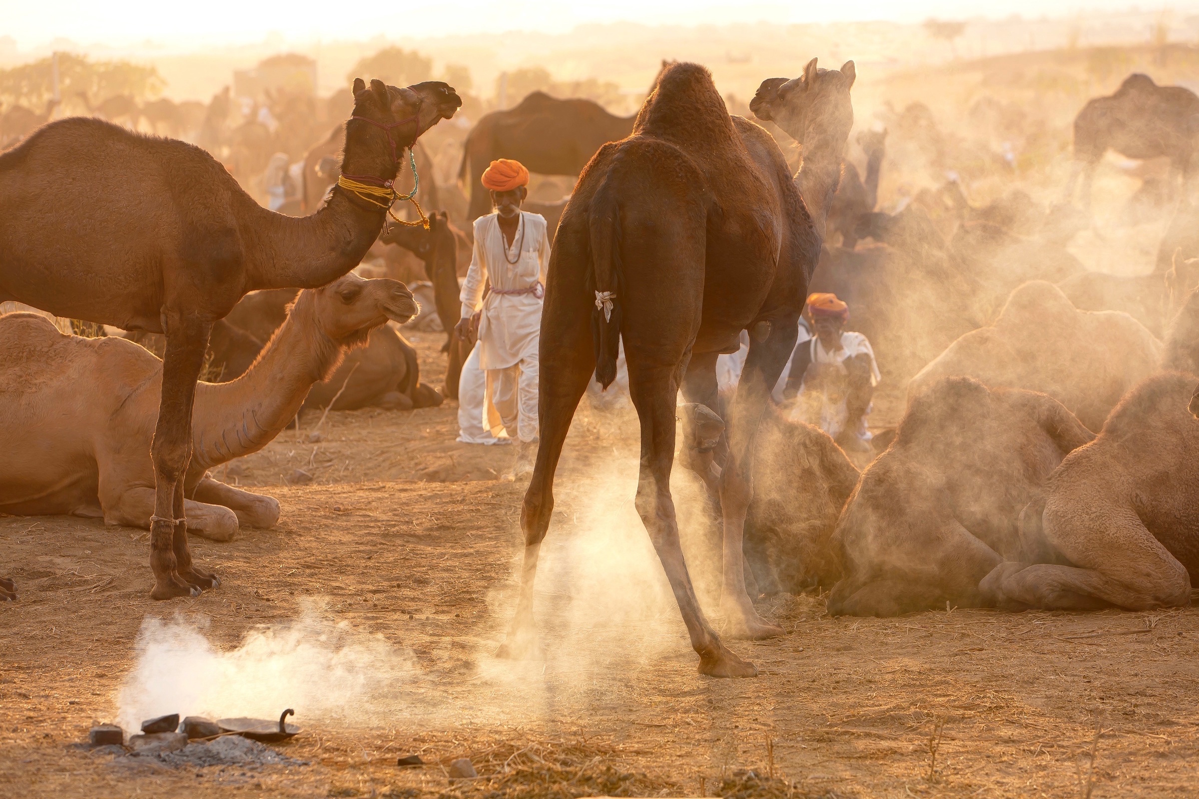 pushkar-camel-market-1