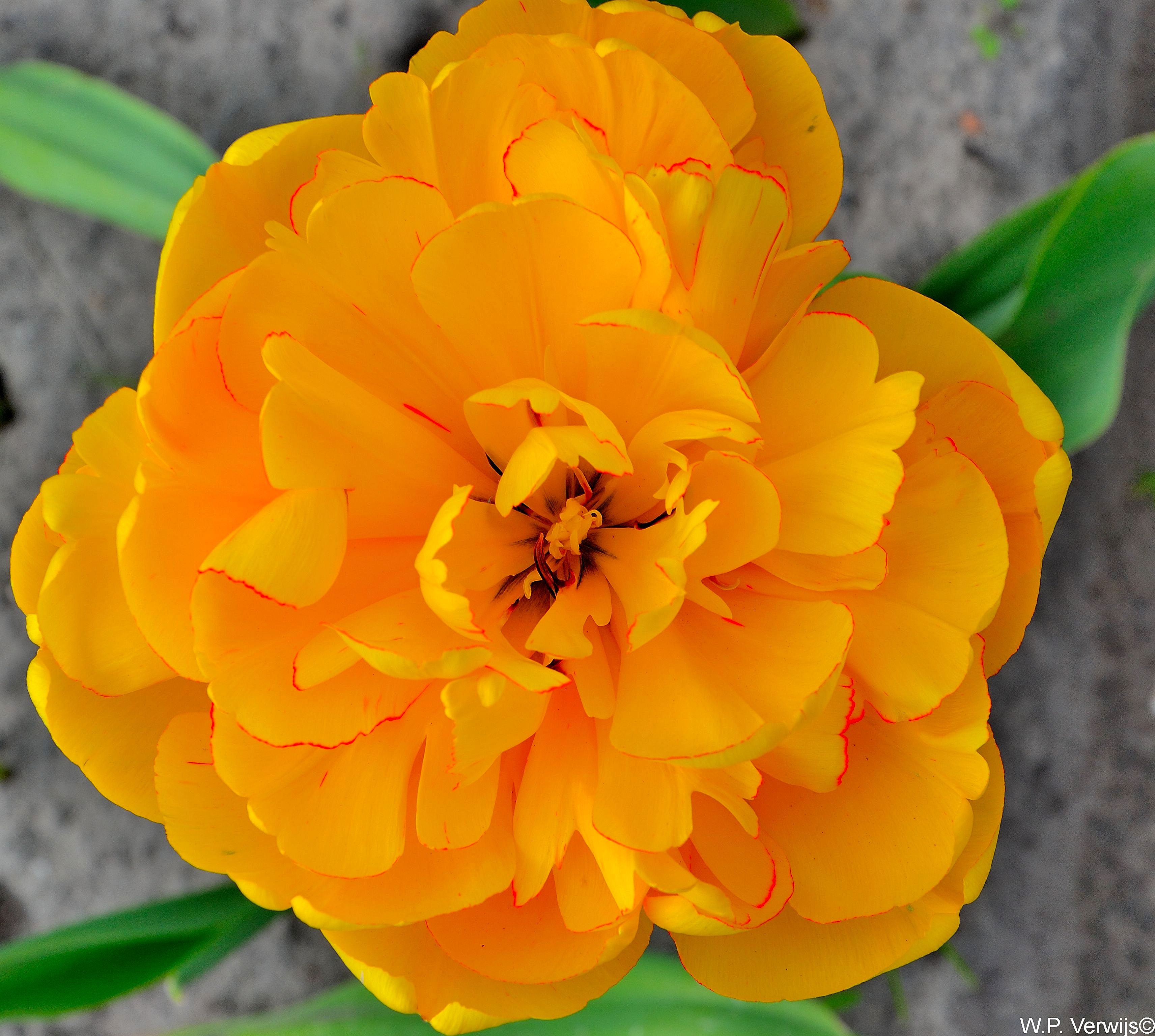 yellow-tulip