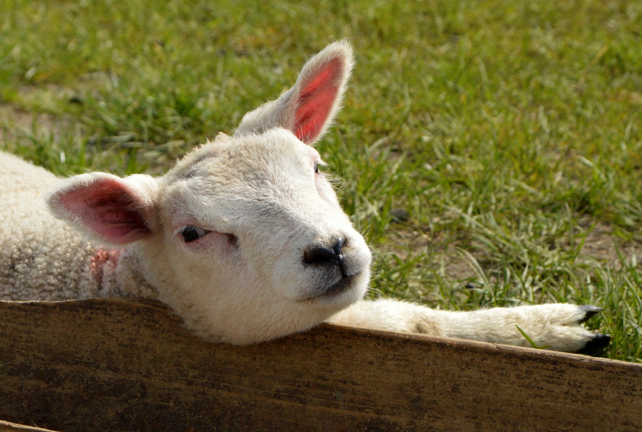 luieren-in-de-lentezon