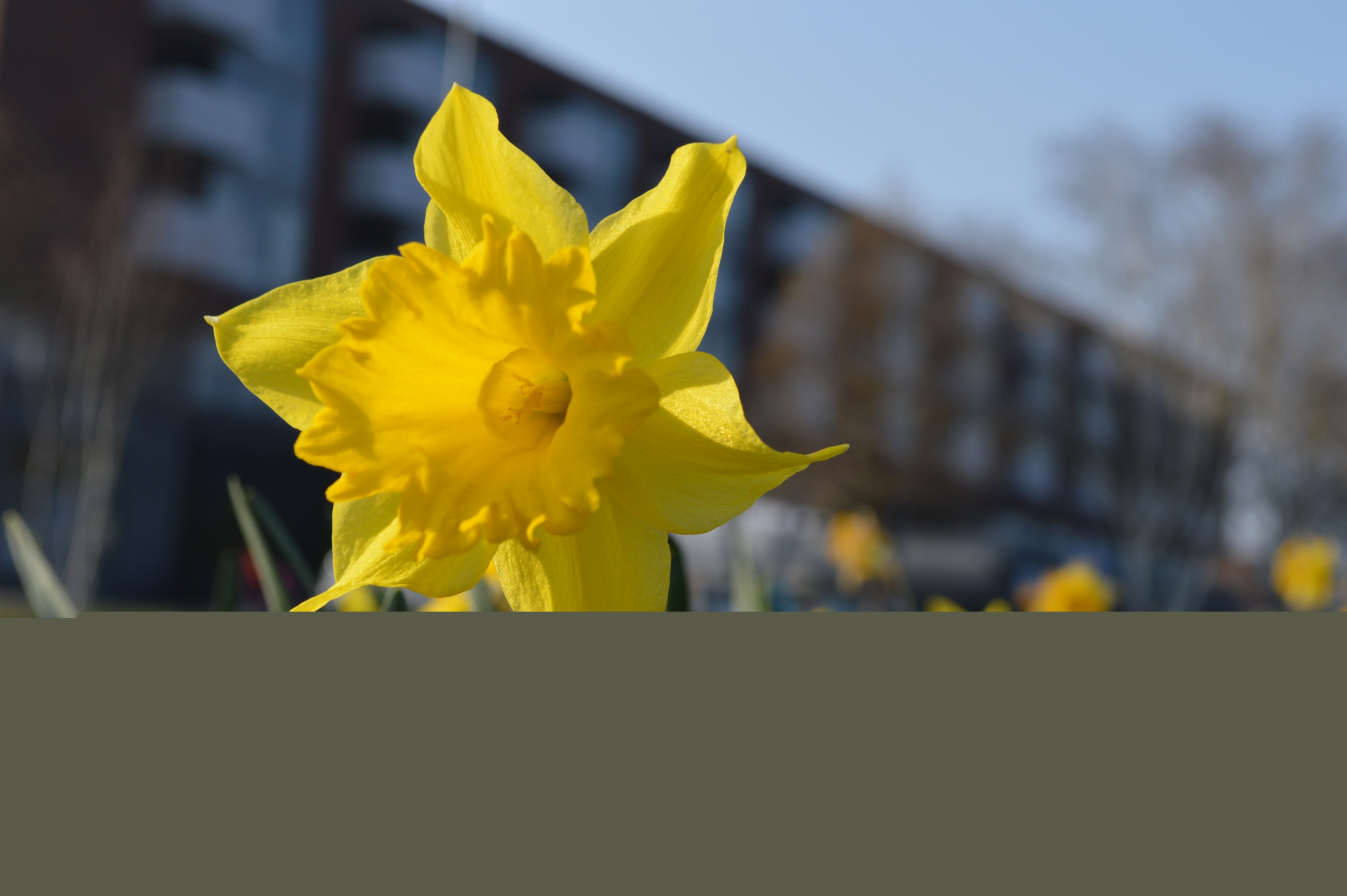 krokus-voor-appartementencomplex-0