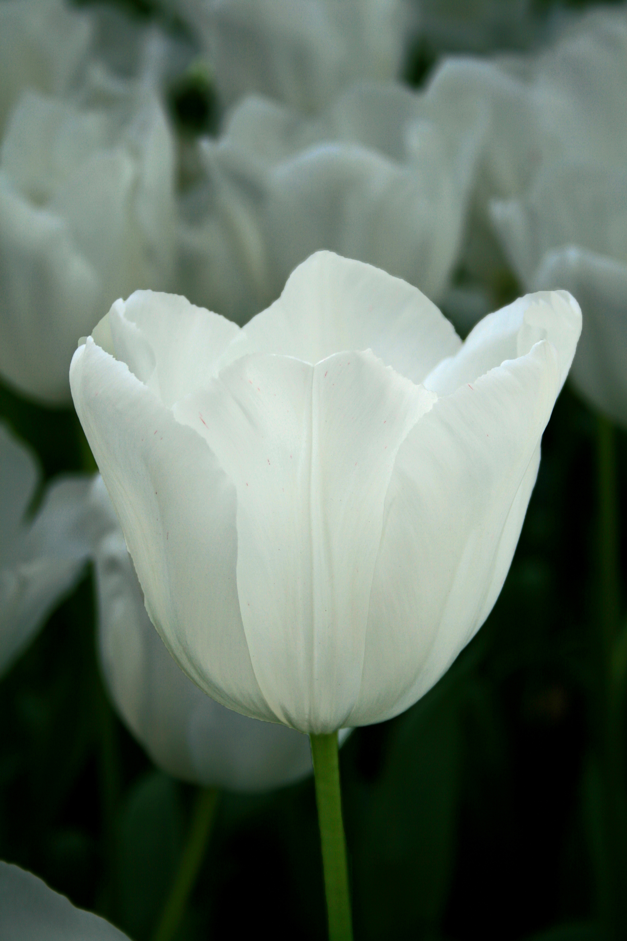 white-tulip