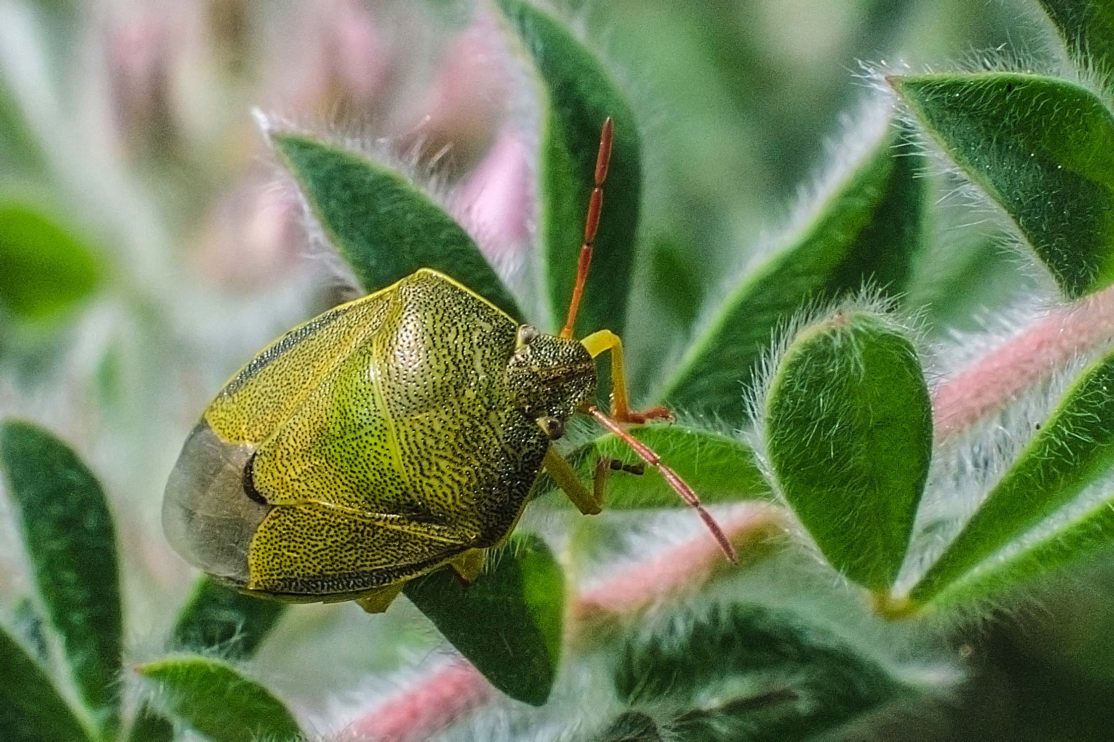 heteroptera-wants