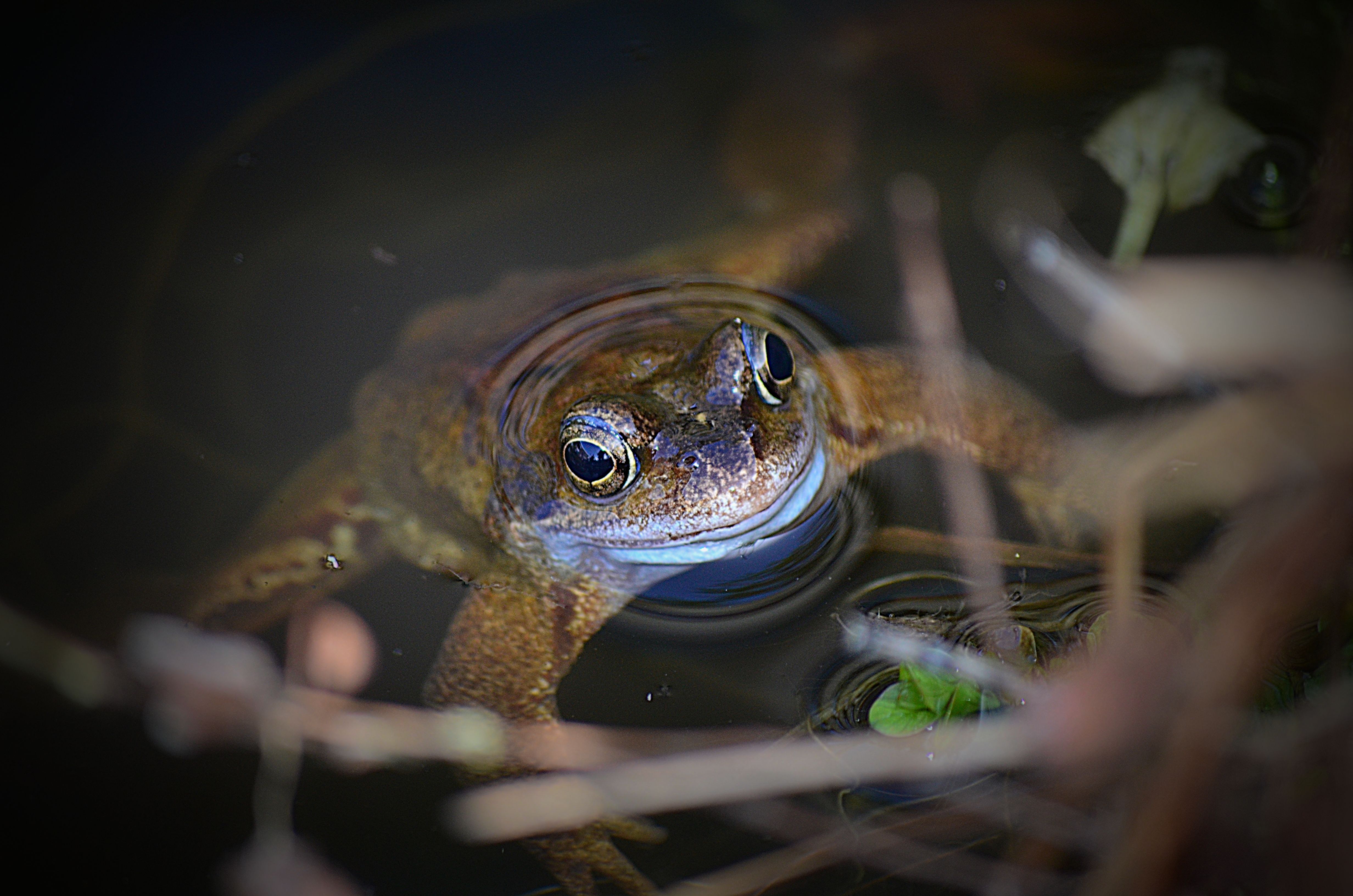 kiiker-ruikt-de-lente