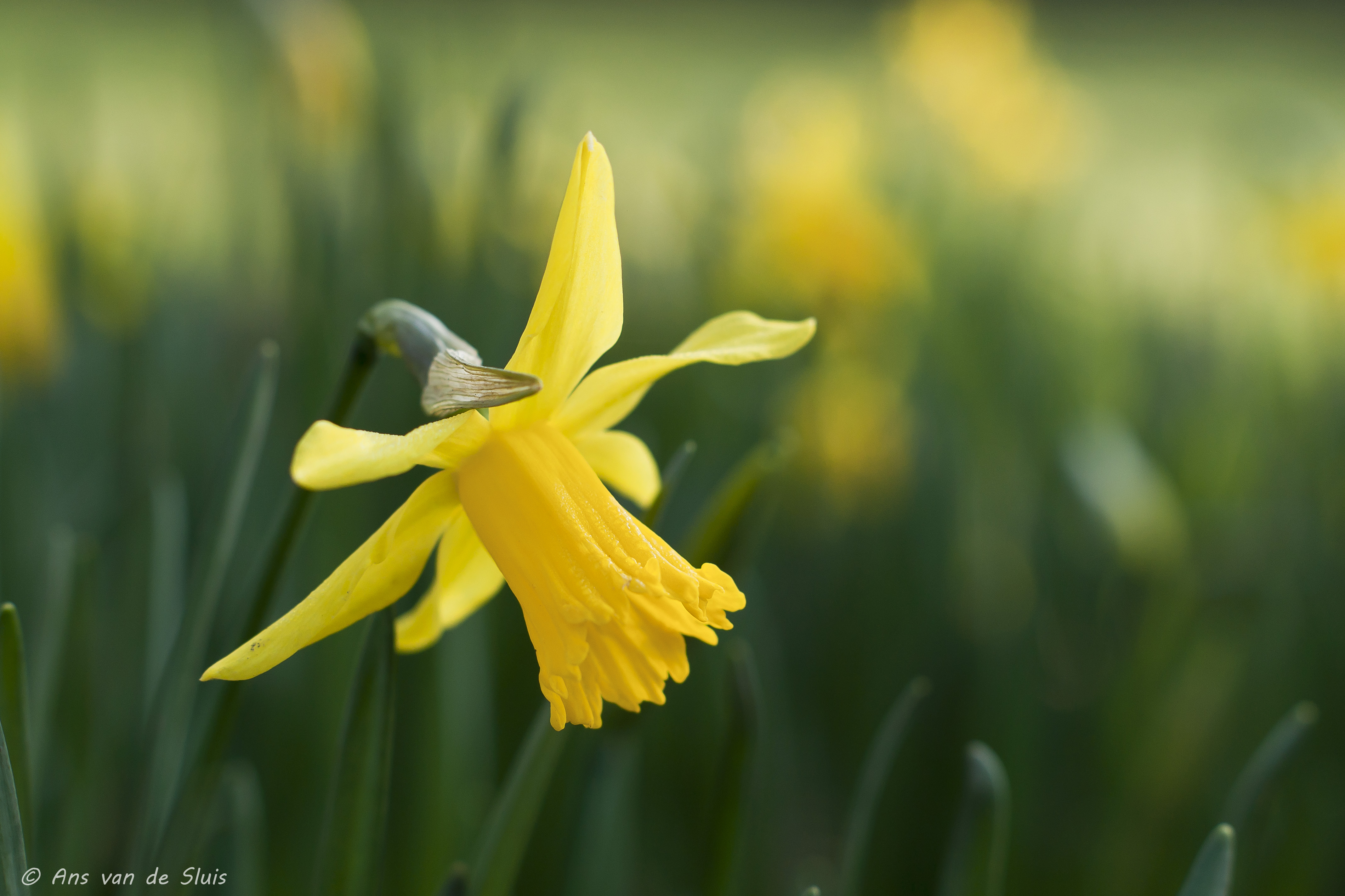 the-magic-from-a-narcissus