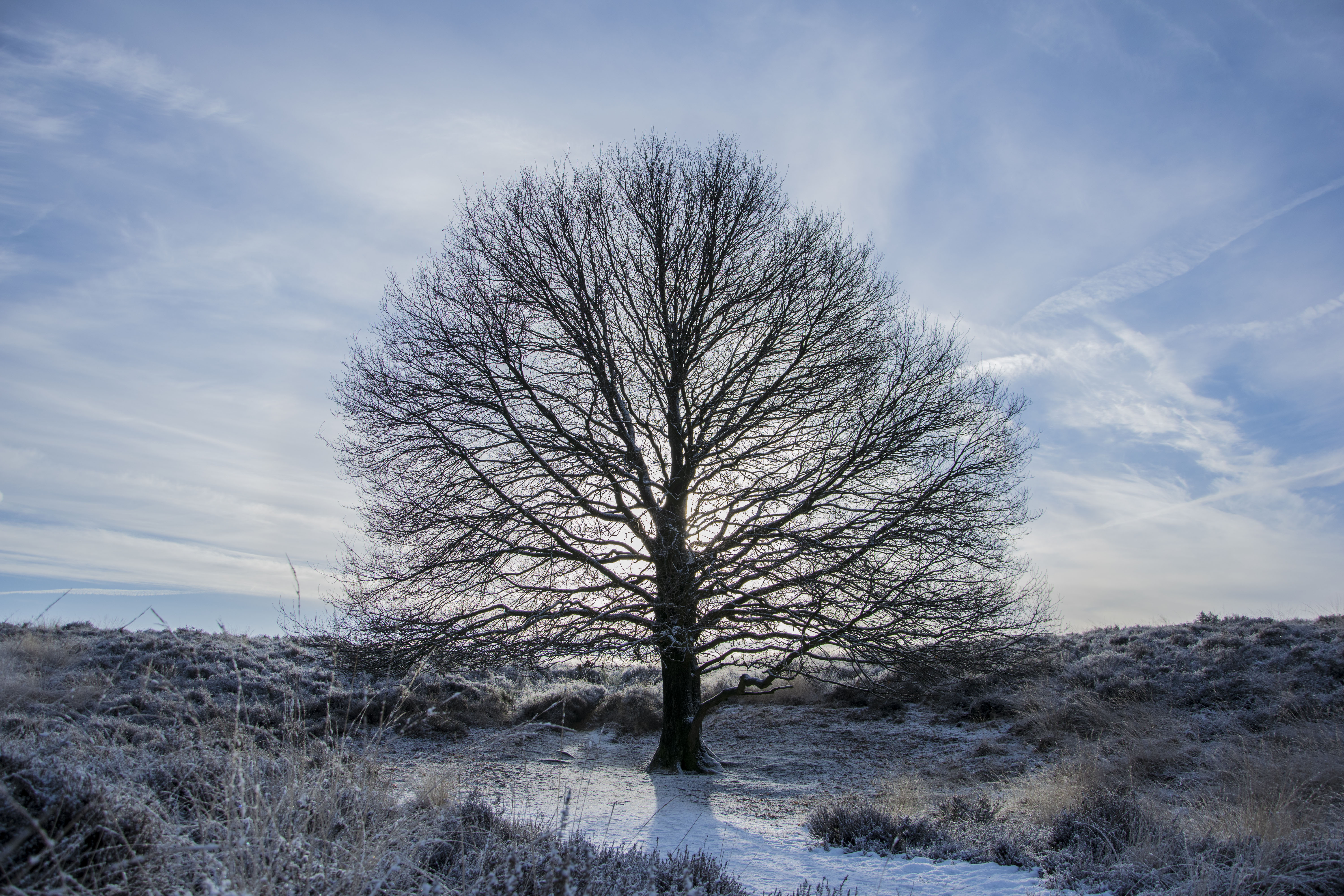 majestueuze-boom-op-de-mookerheide