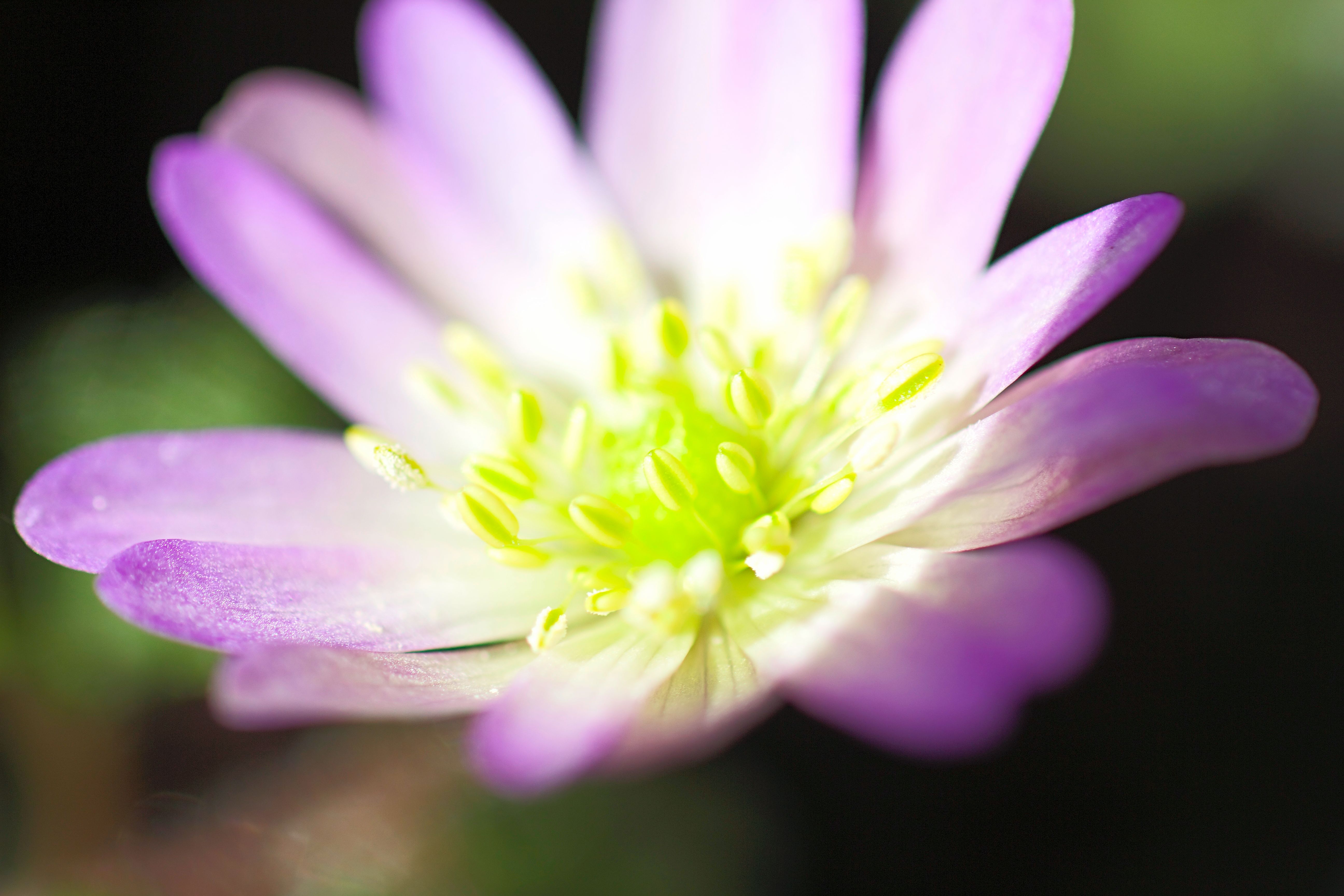 anemone-blanda-1
