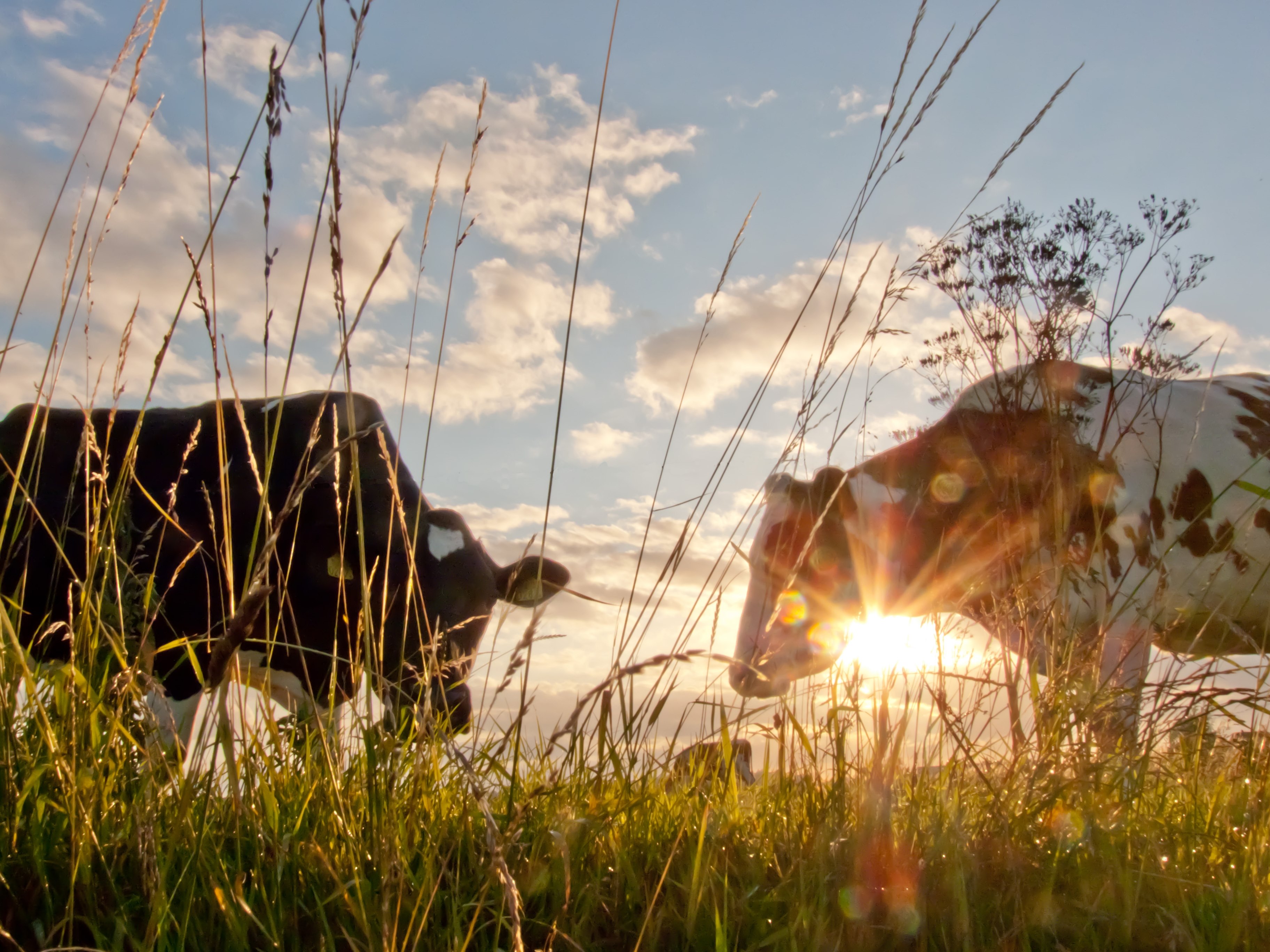 koeien-bij-ondergaande-zon