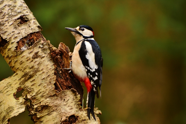 grote-bonte-specht-6
