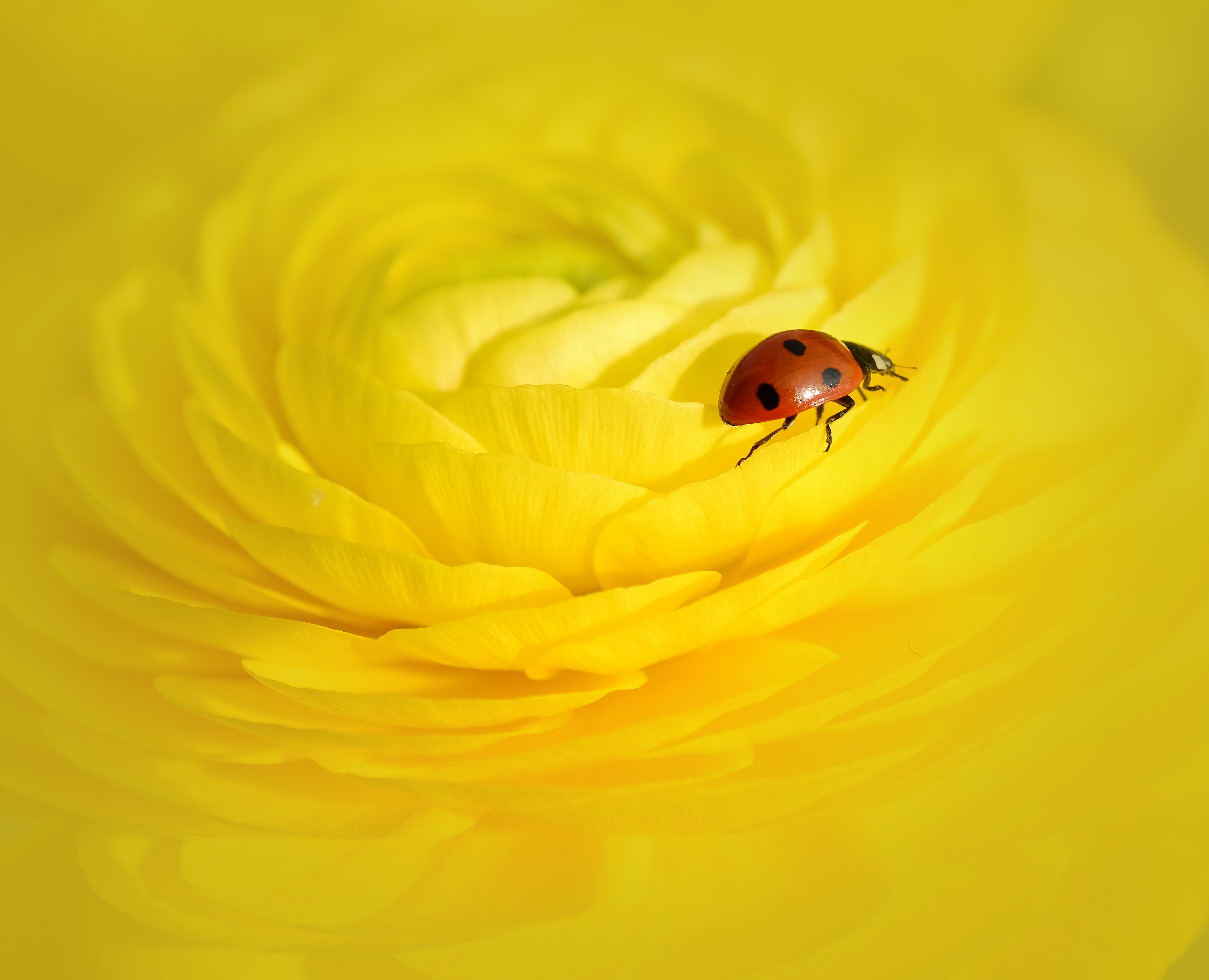 dance-with-the-ladybug