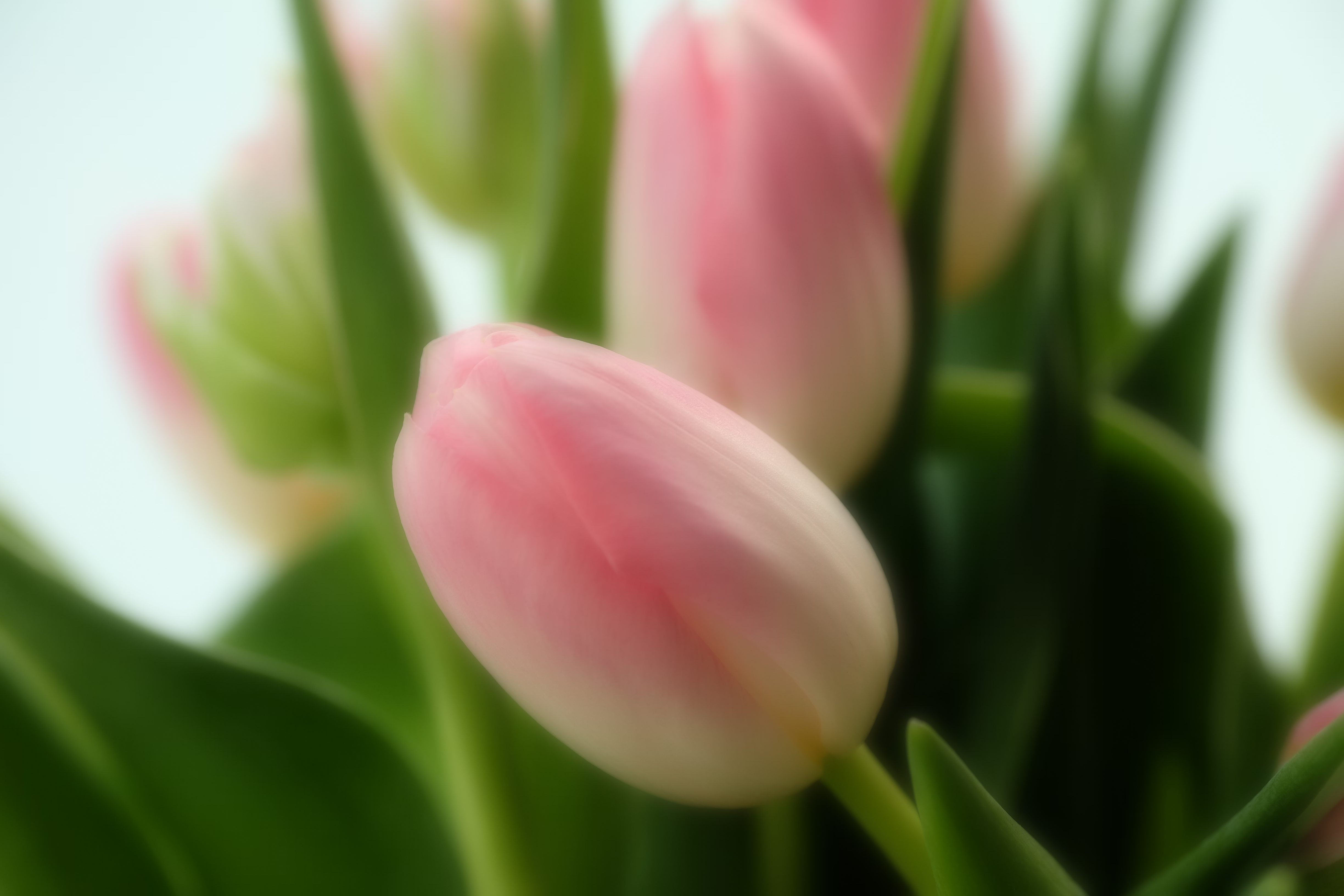 tulp-soft-focus