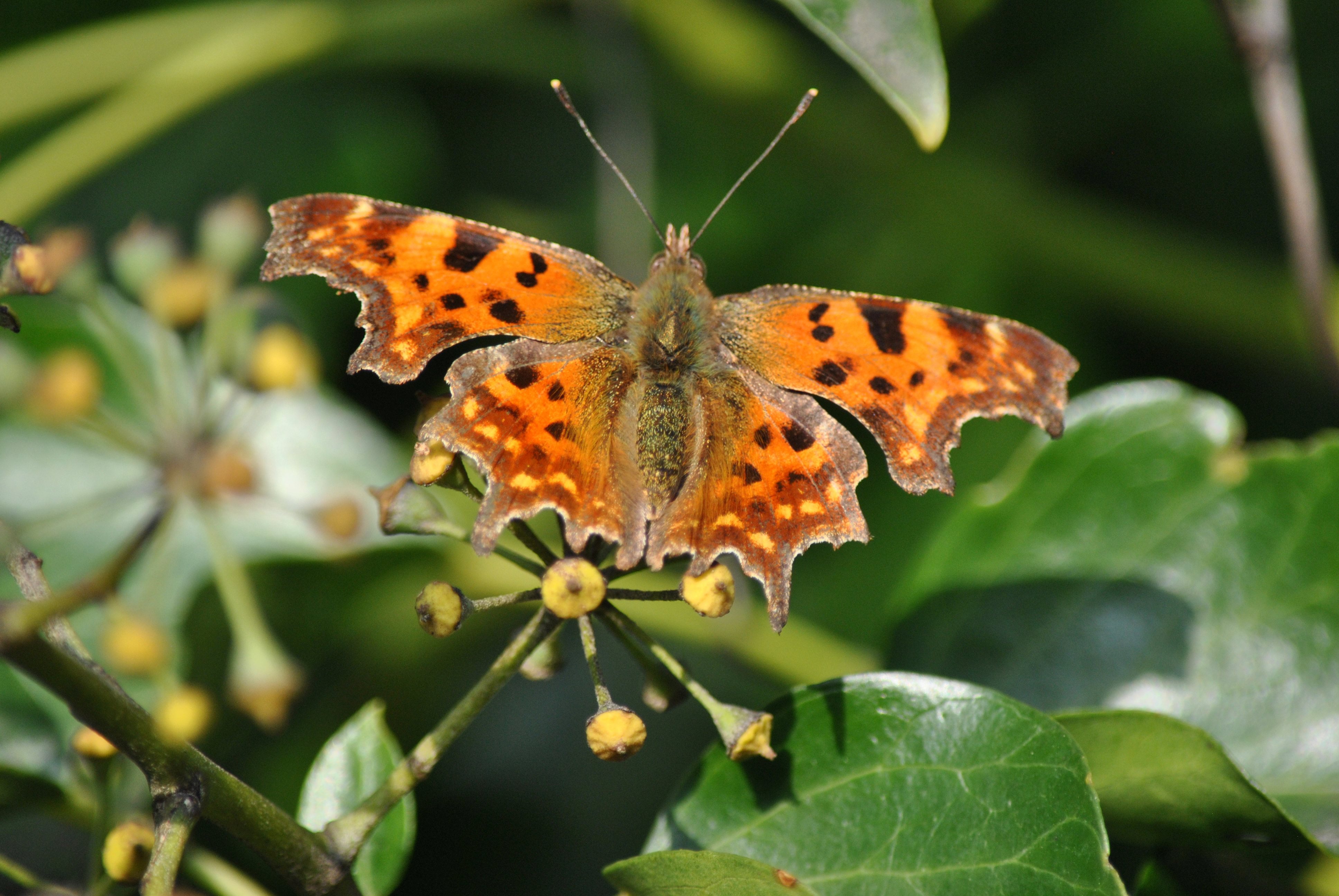 gehakkelde-aurelia-op-de-hedra