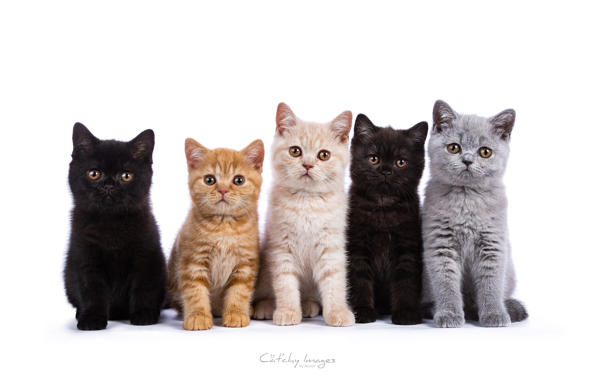 british-shorthair-kittens