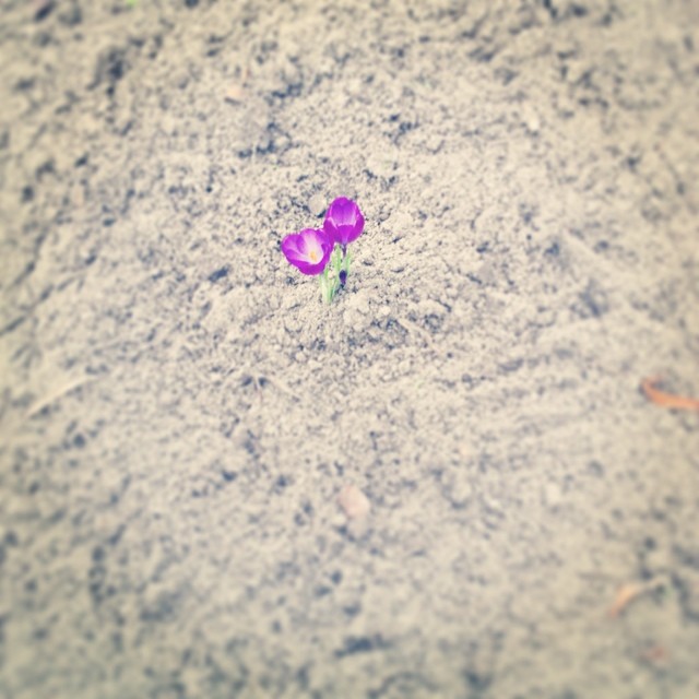 krokusjes-zijn-in-aantocht