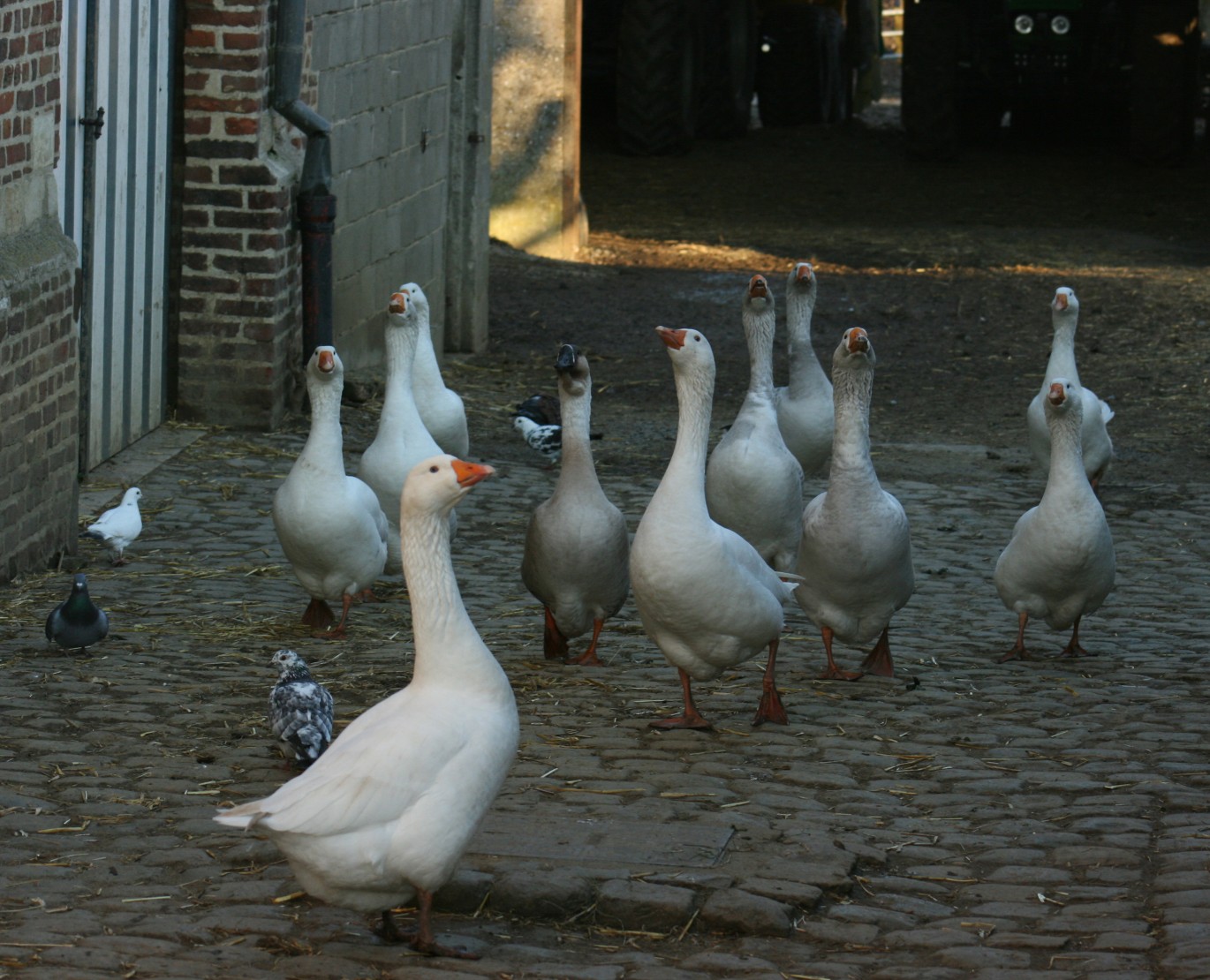 waakzaam-op-de-boerderij