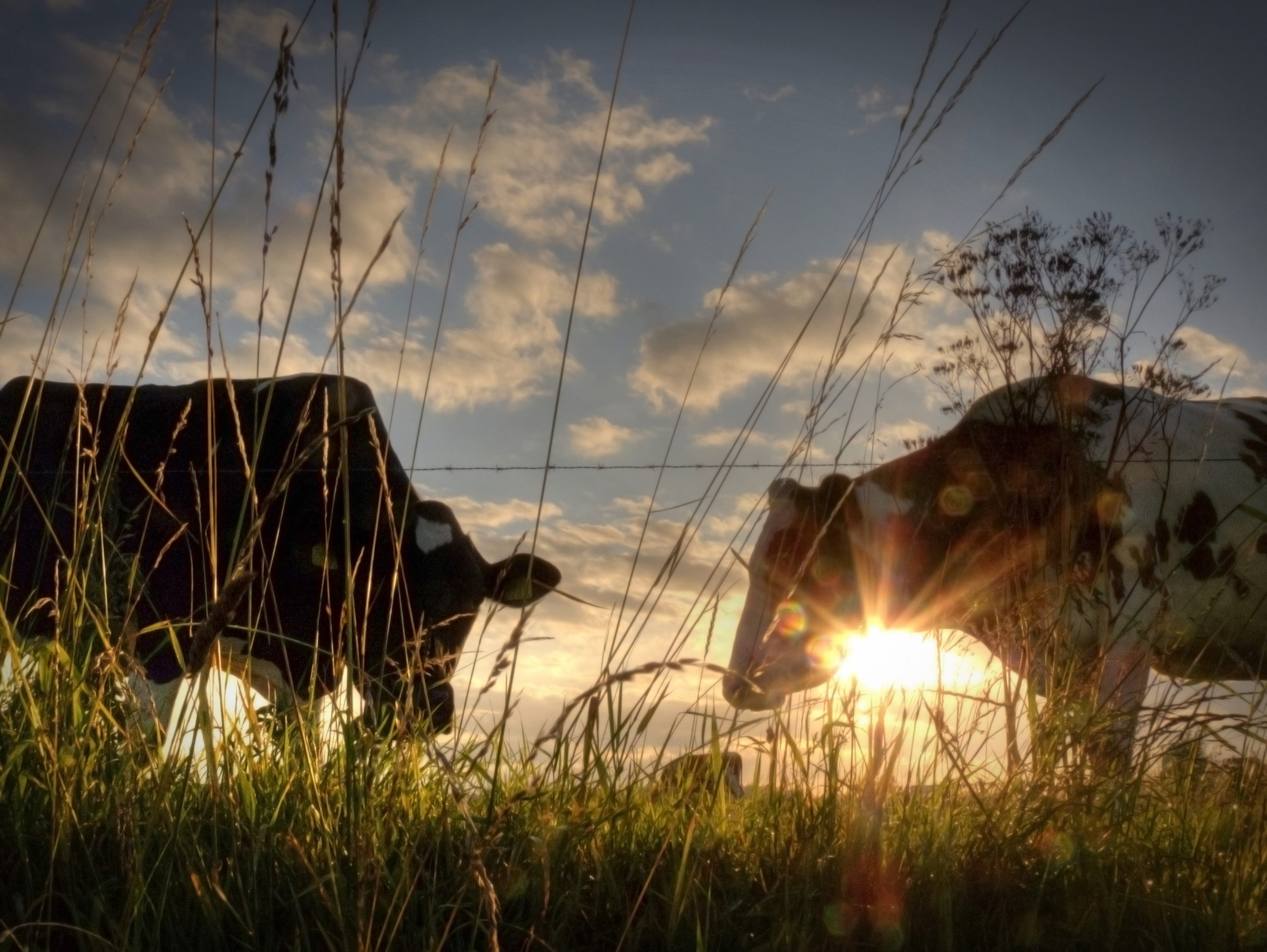 koeien-in-de-wei-bij-ondergaande-zon