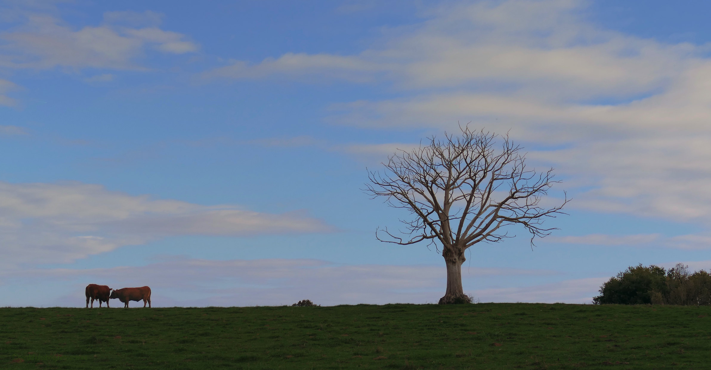 l-arbre-et-les-vaches