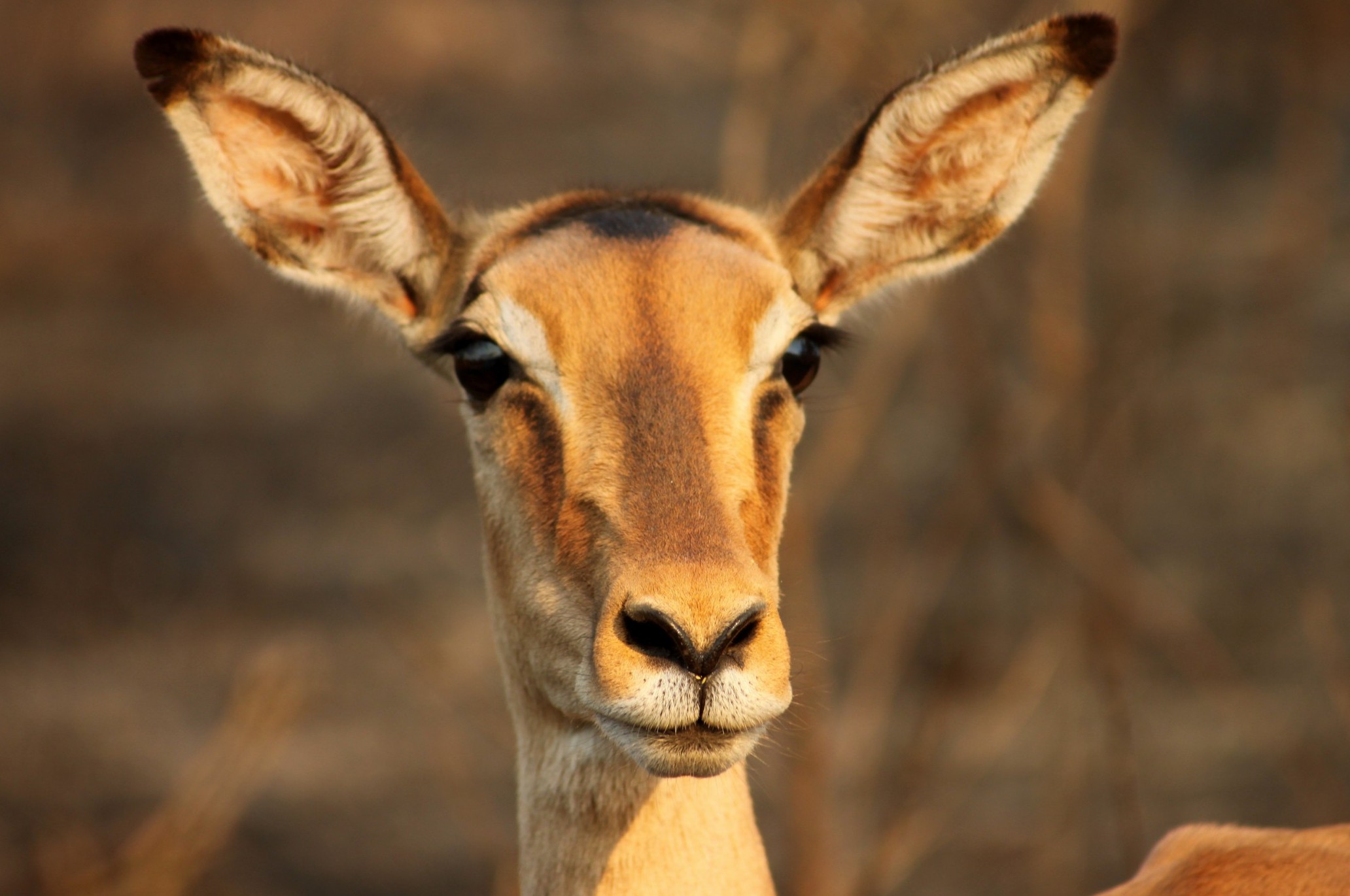 antilope-south-africa
