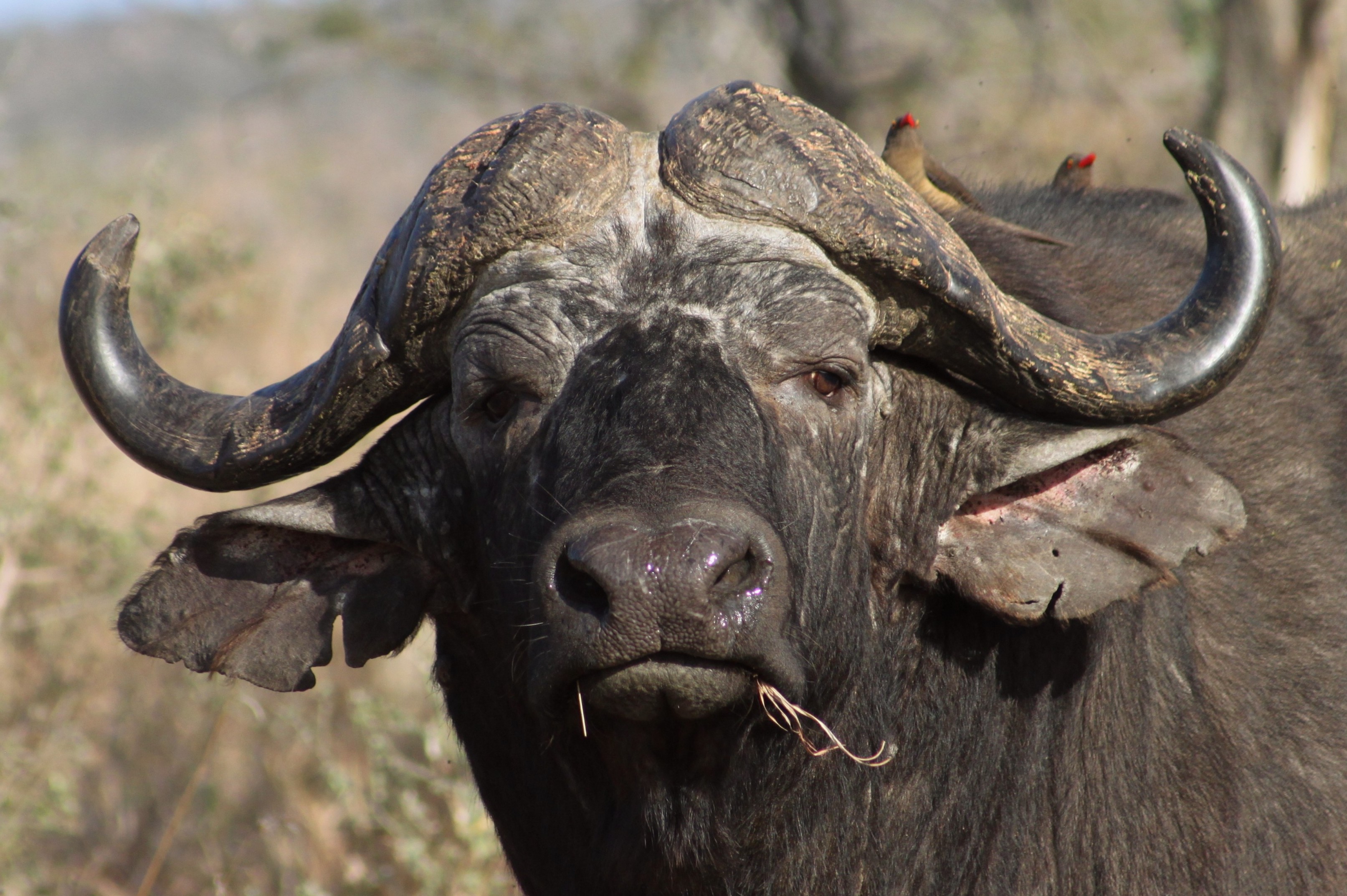 buffalo-south-africa