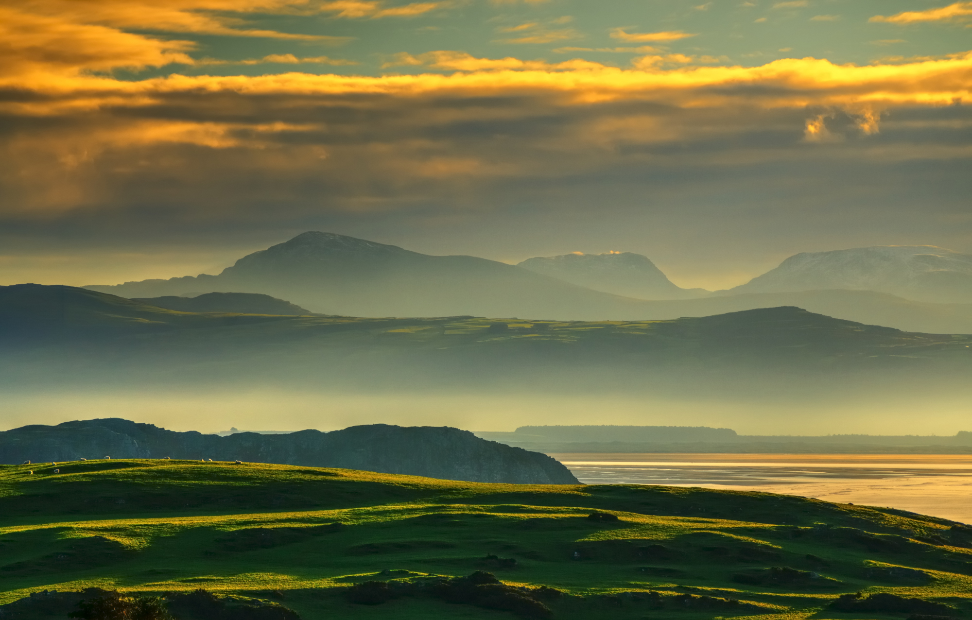 schapen-op-de-heuvel