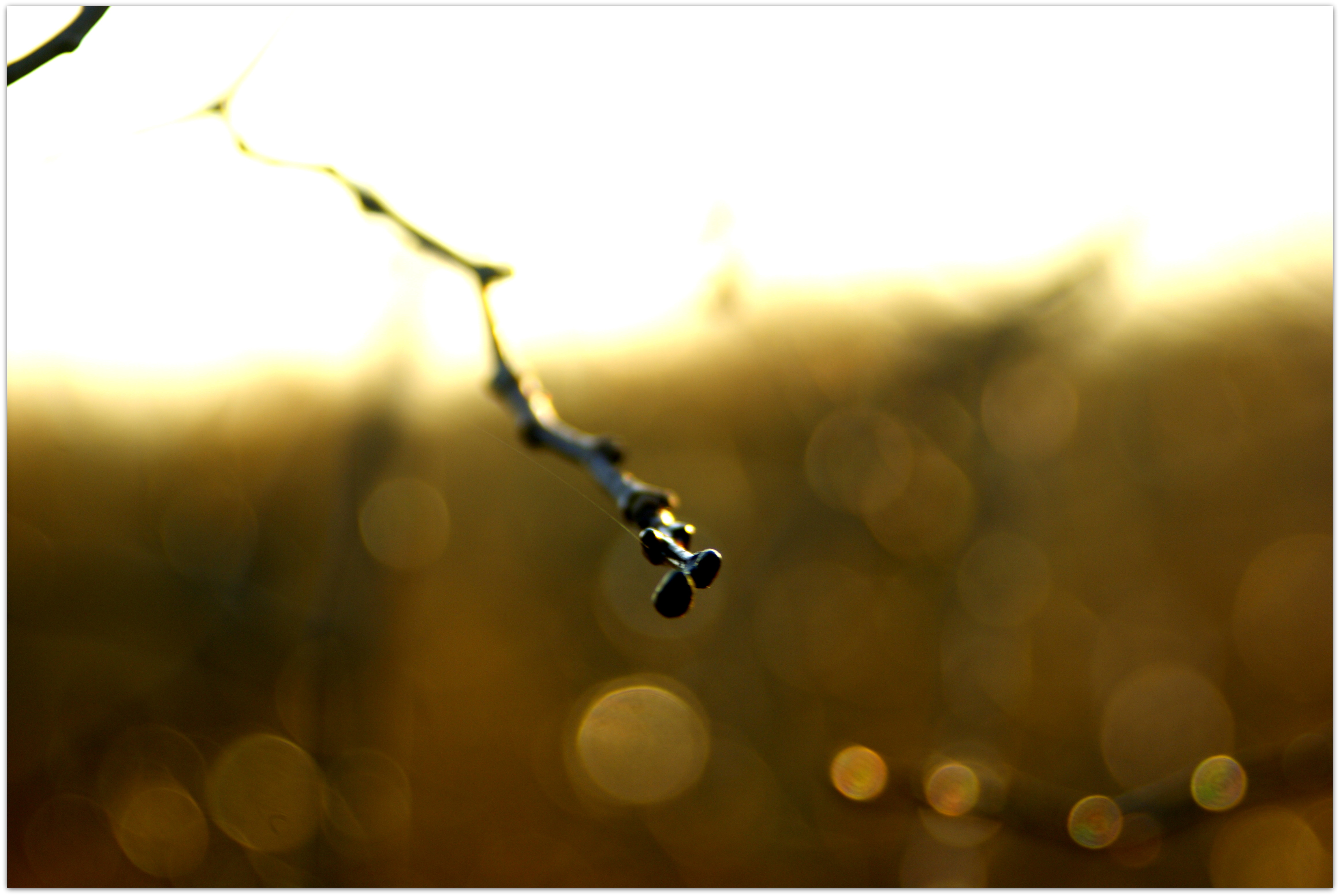 dauwdruppels-10