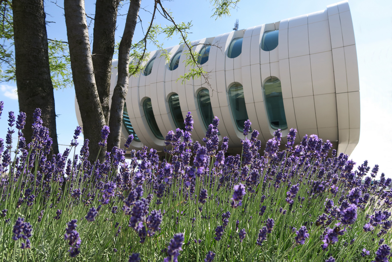 las-palmas-op-de-kop-van-zuid-in-rotterdam