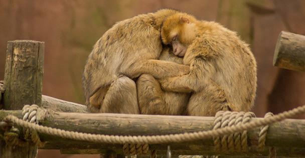 uitslag-facebook-fotowedstrijd-dieren