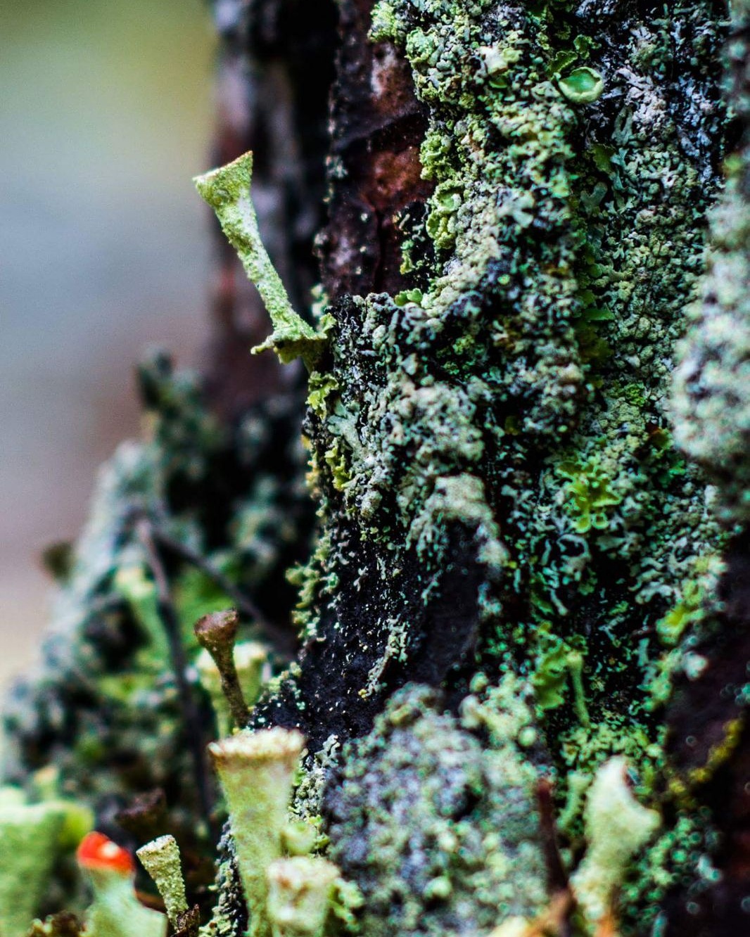 micro-landscape-from-the-lush-swedish-forrests