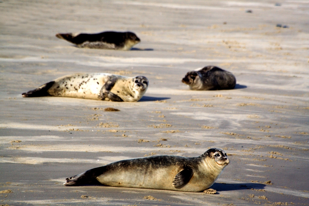 waddenhondjes