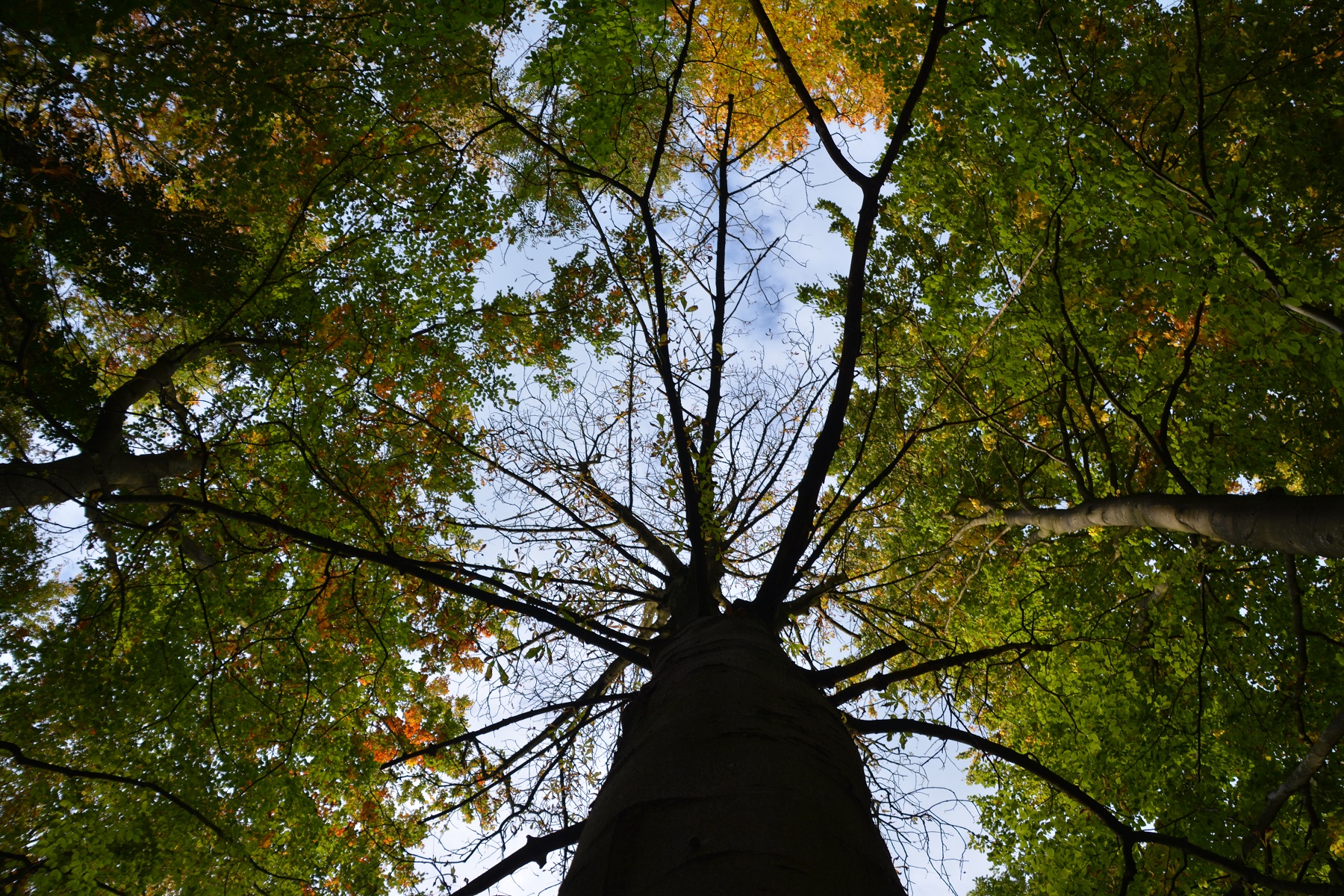 hoge-bomen-vangen-veel