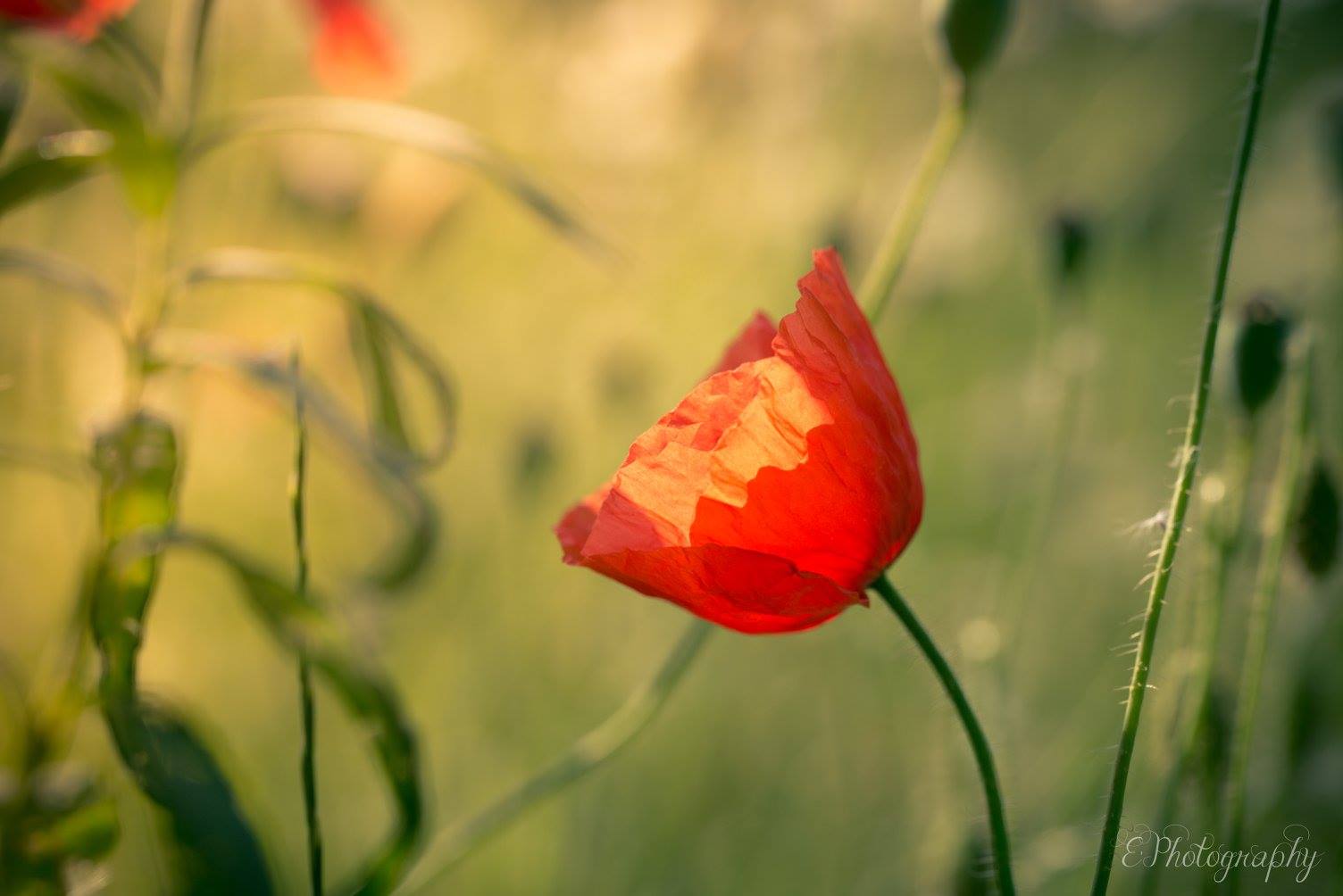 poppie-in-the-field