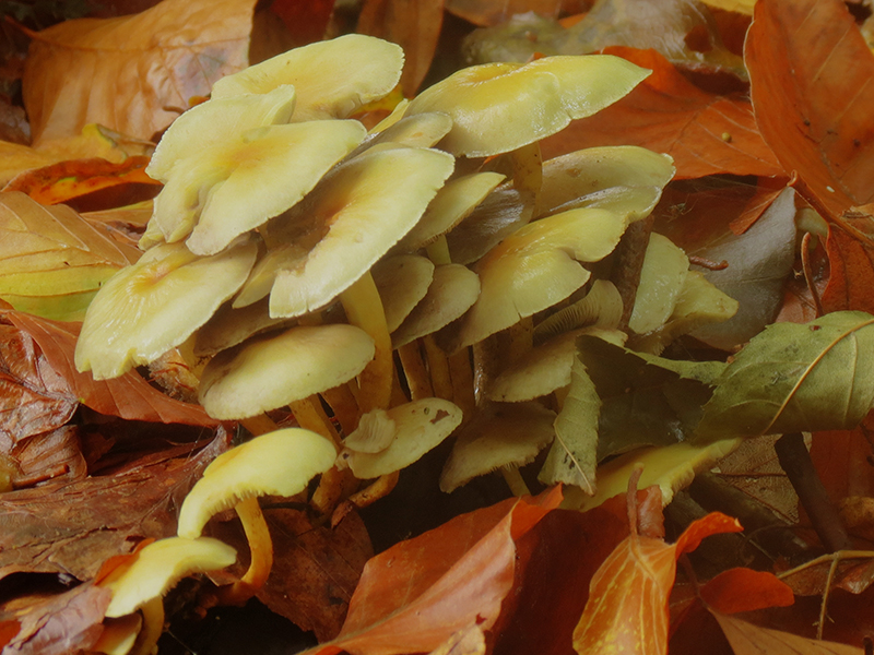 herfst-in-pastelkleuren