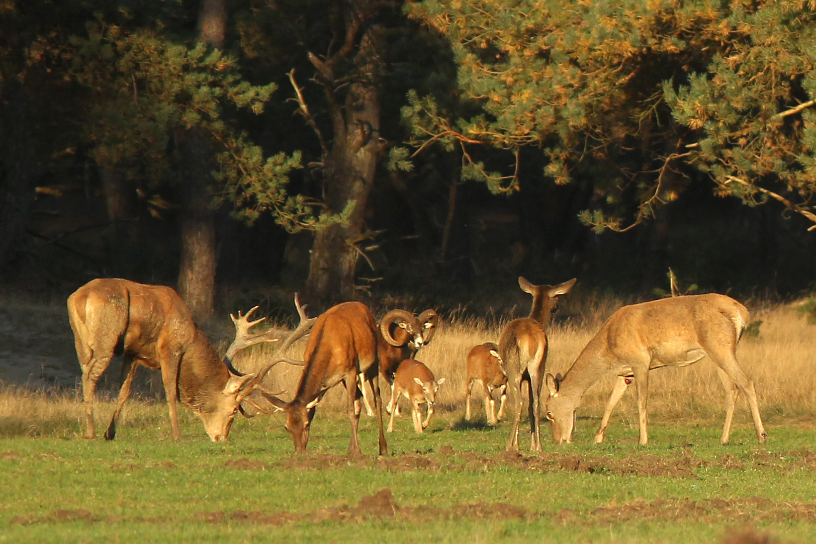 edelherten-en-moeflons
