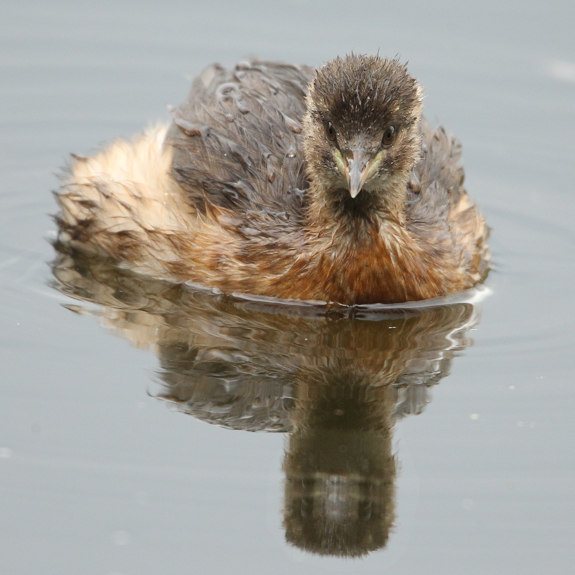 dodaars-voor-de-spiegel