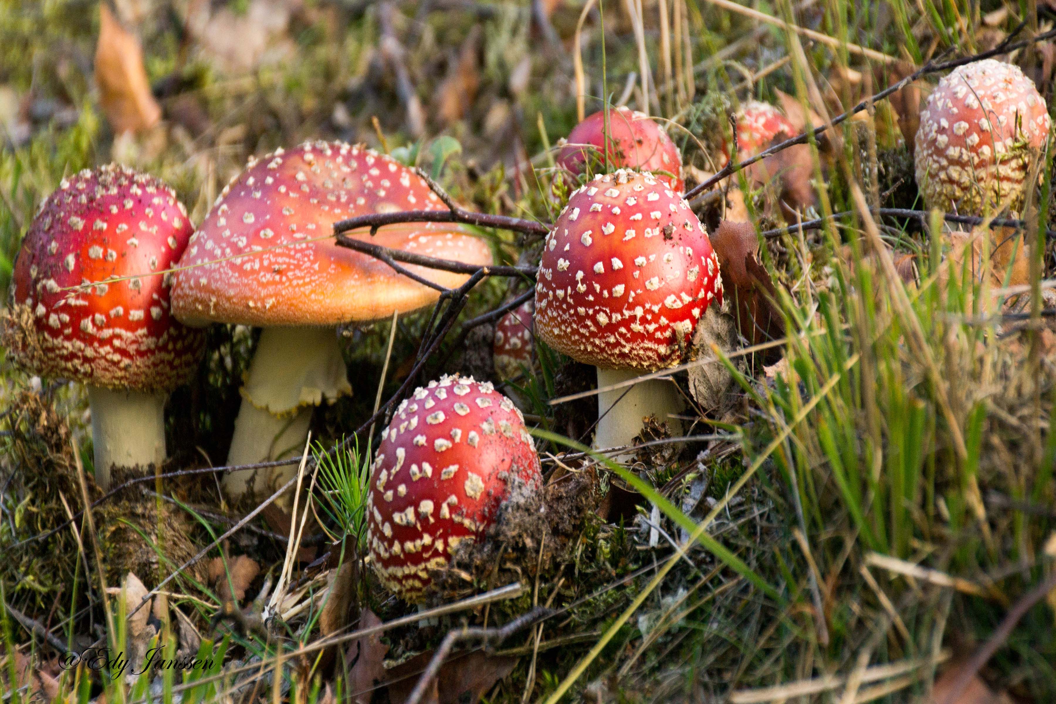 paddestoelen-beegderheide