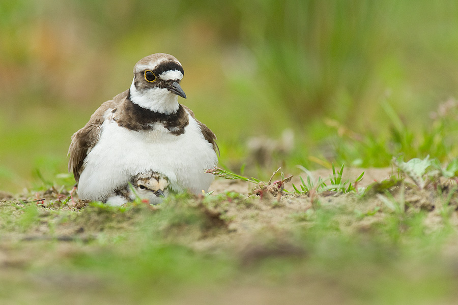 schuilen-onder-moeders-vleugels