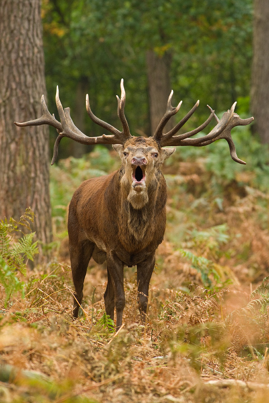 burlend-edelhert-1