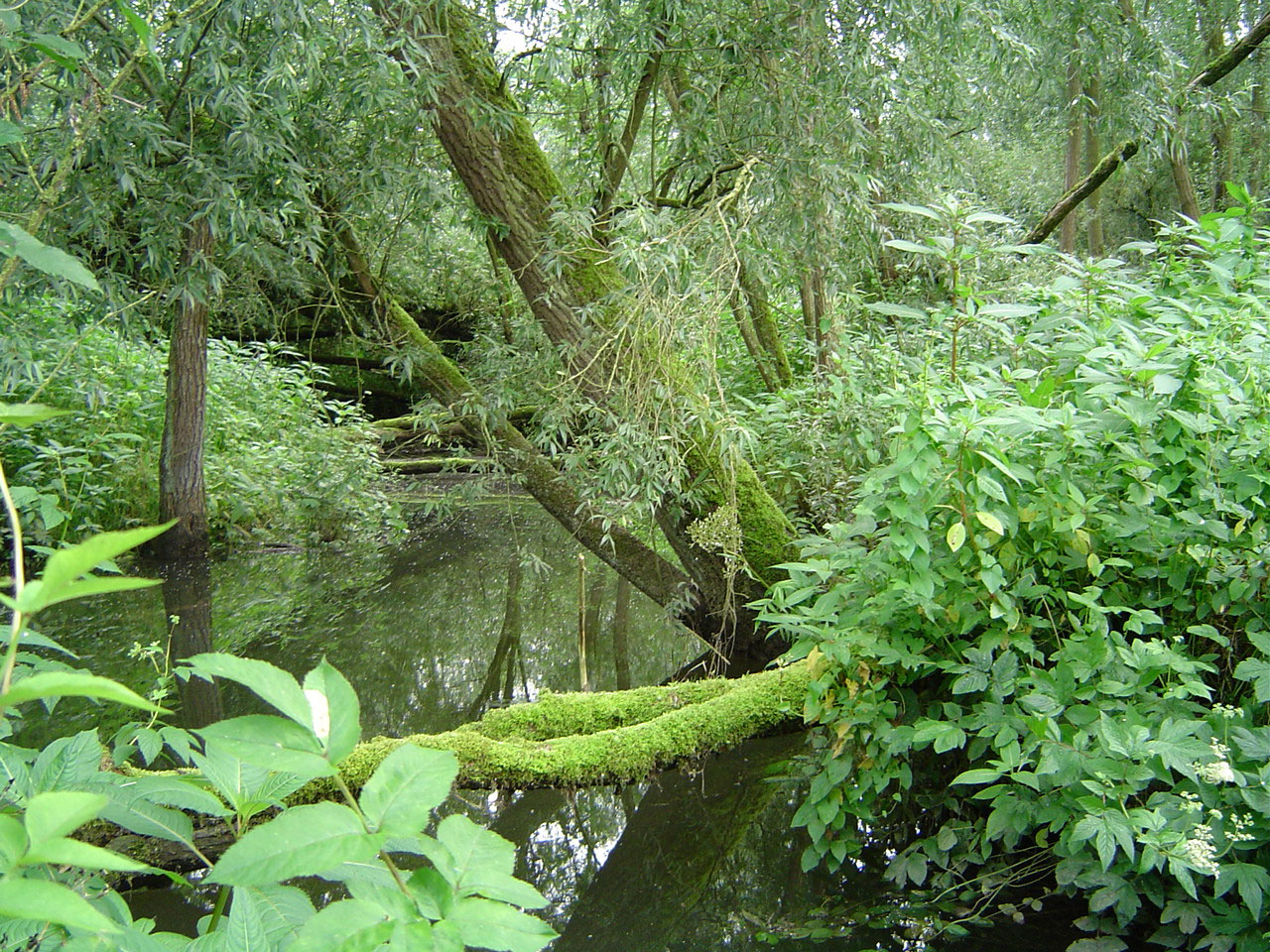 brabantsche-biesbosch-0